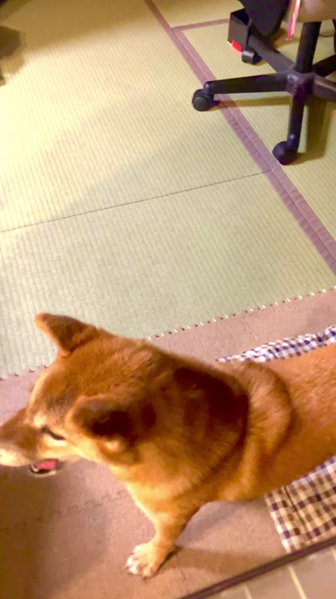 @Mameshiba🐕🐕H.A🍀💐