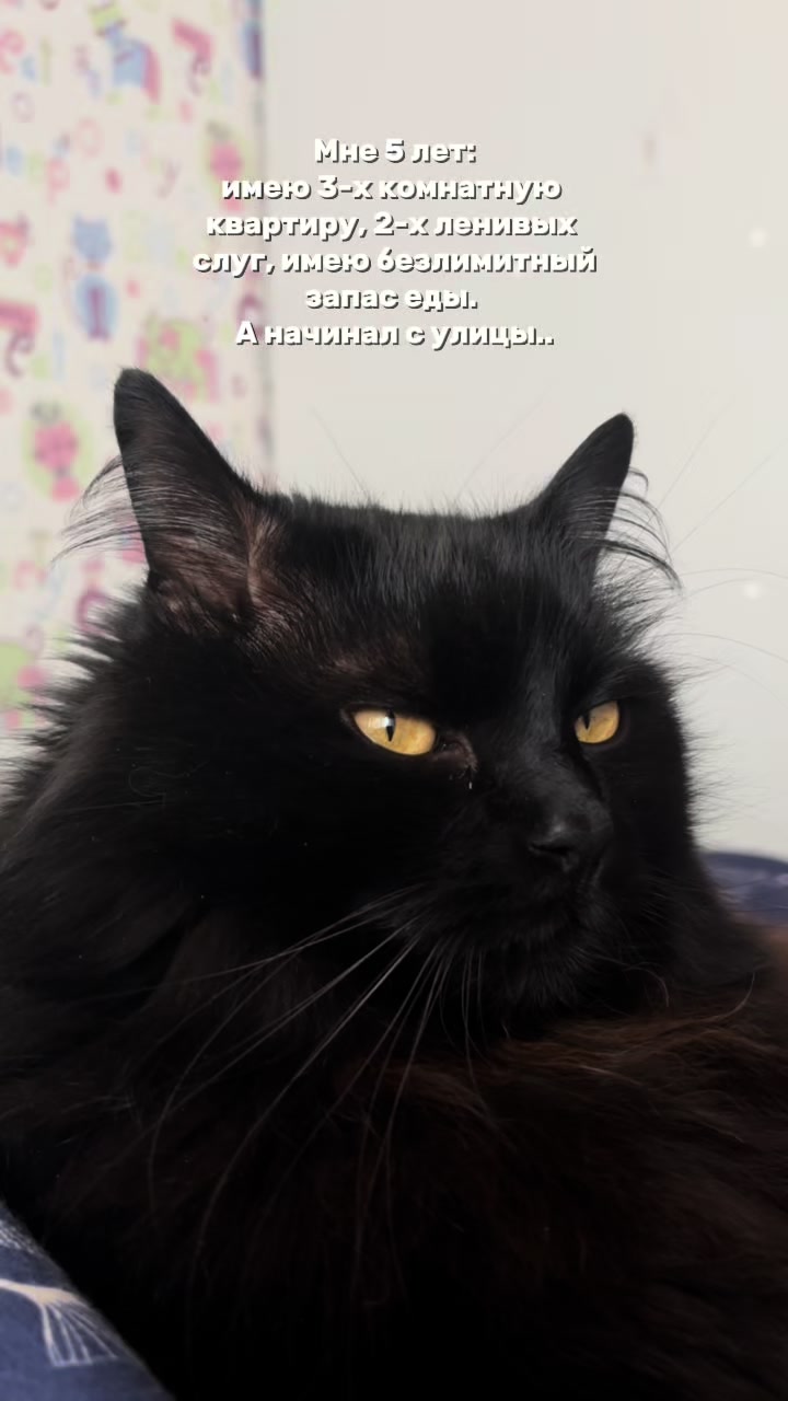 @Хвостатые бандиты🐈⬛🐈