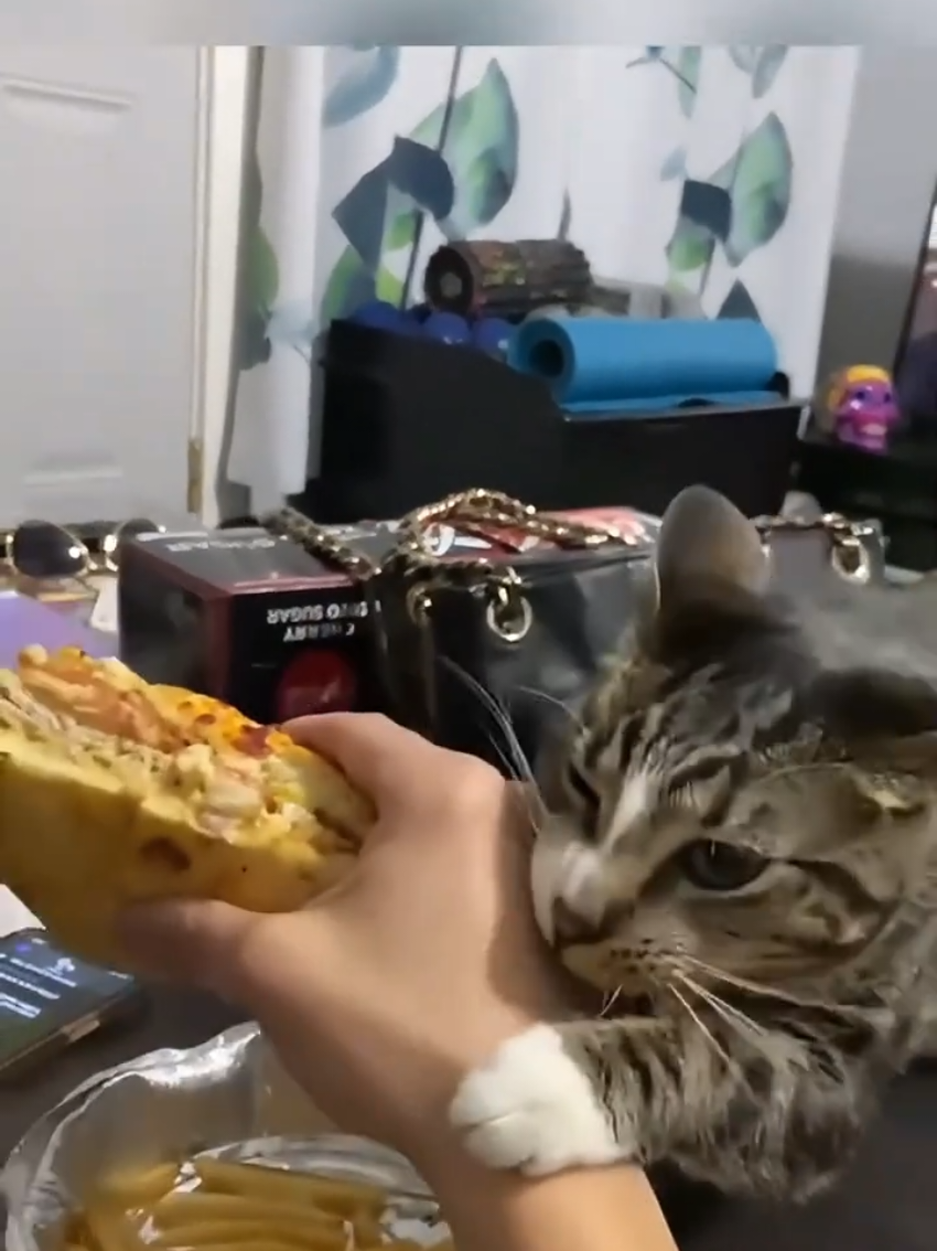 @Random Cat Stuff