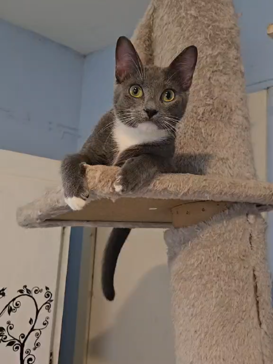 @Adoptacatinc