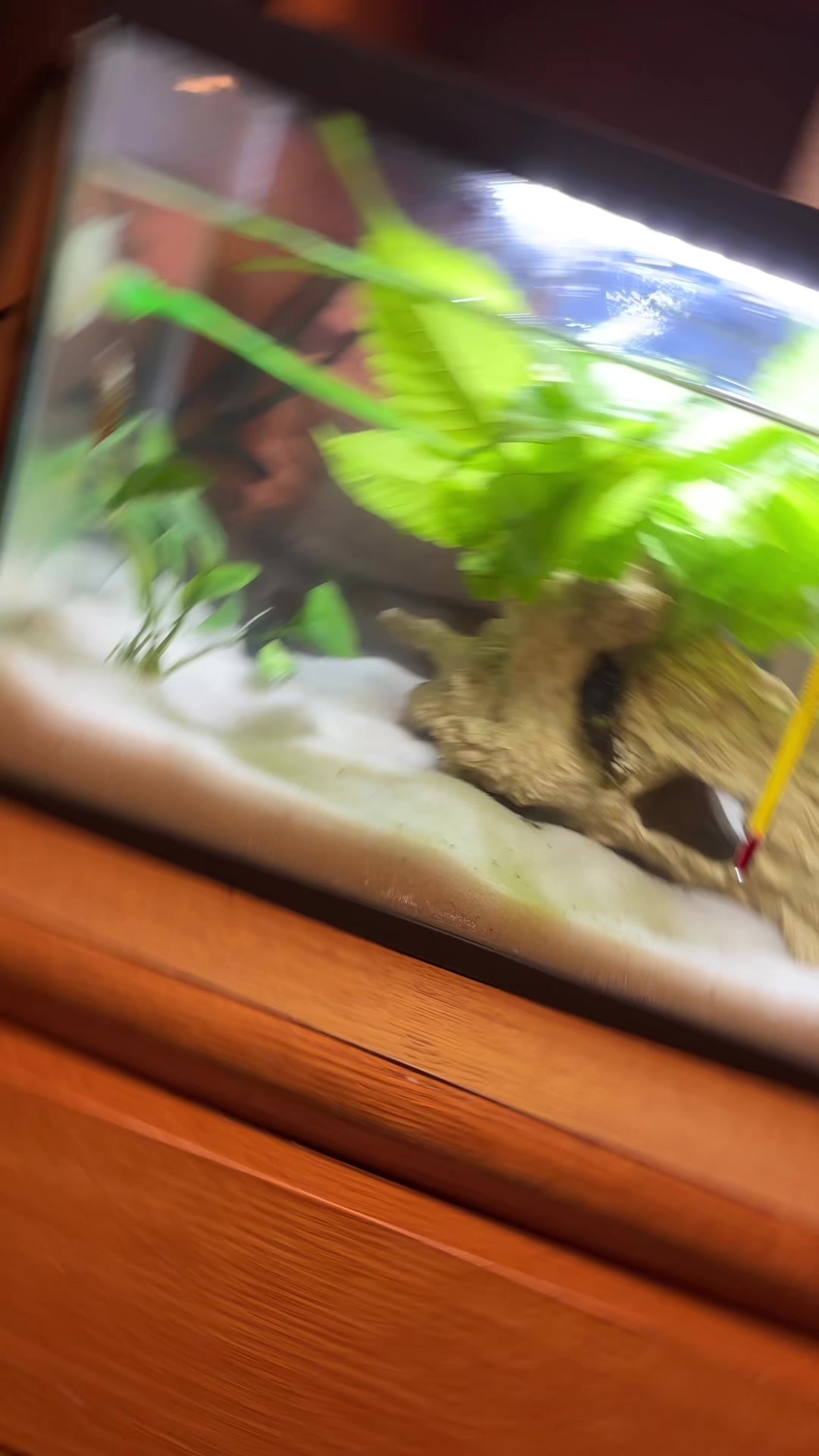 @betta fish