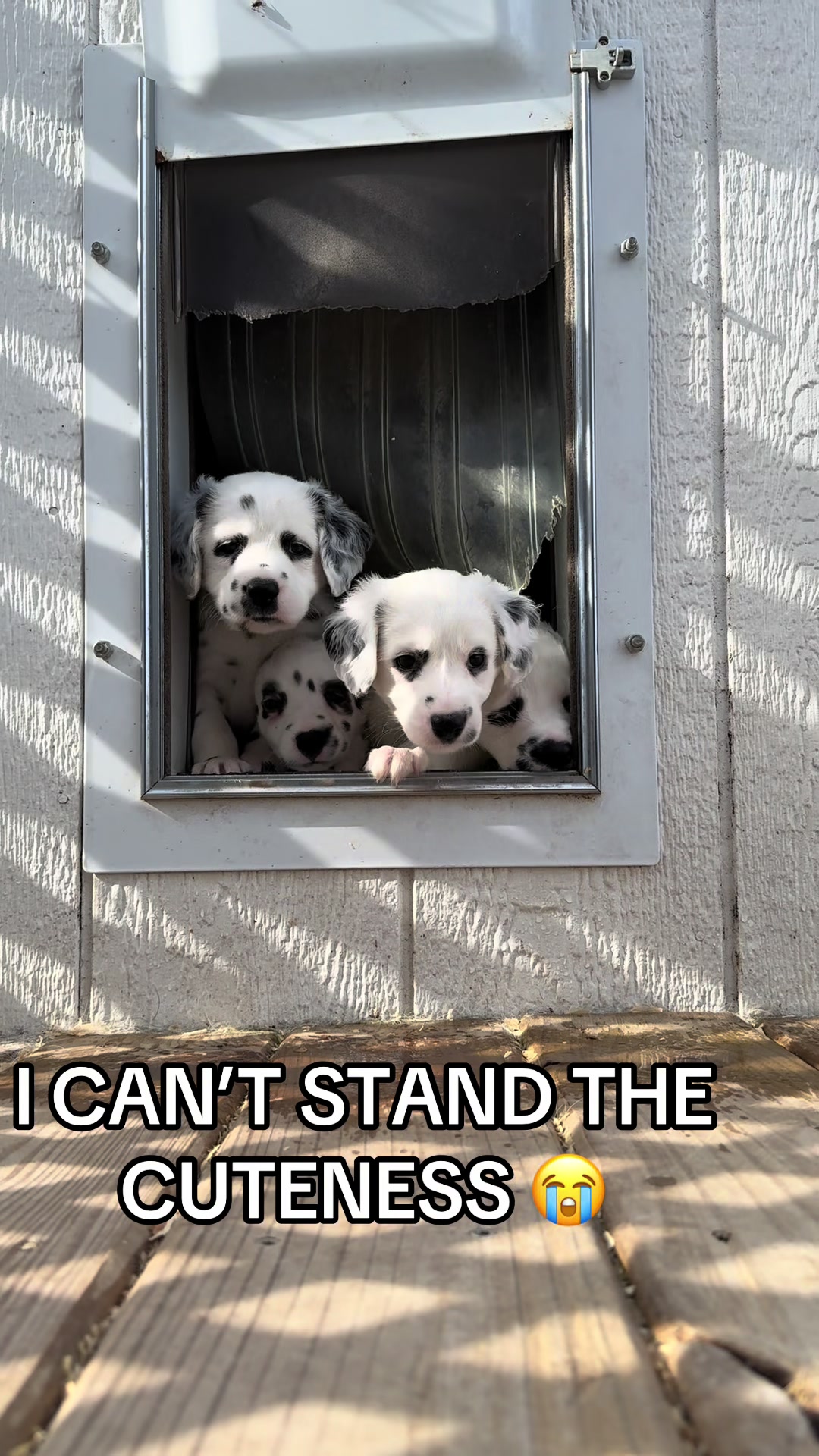 @Darling Dalmatians