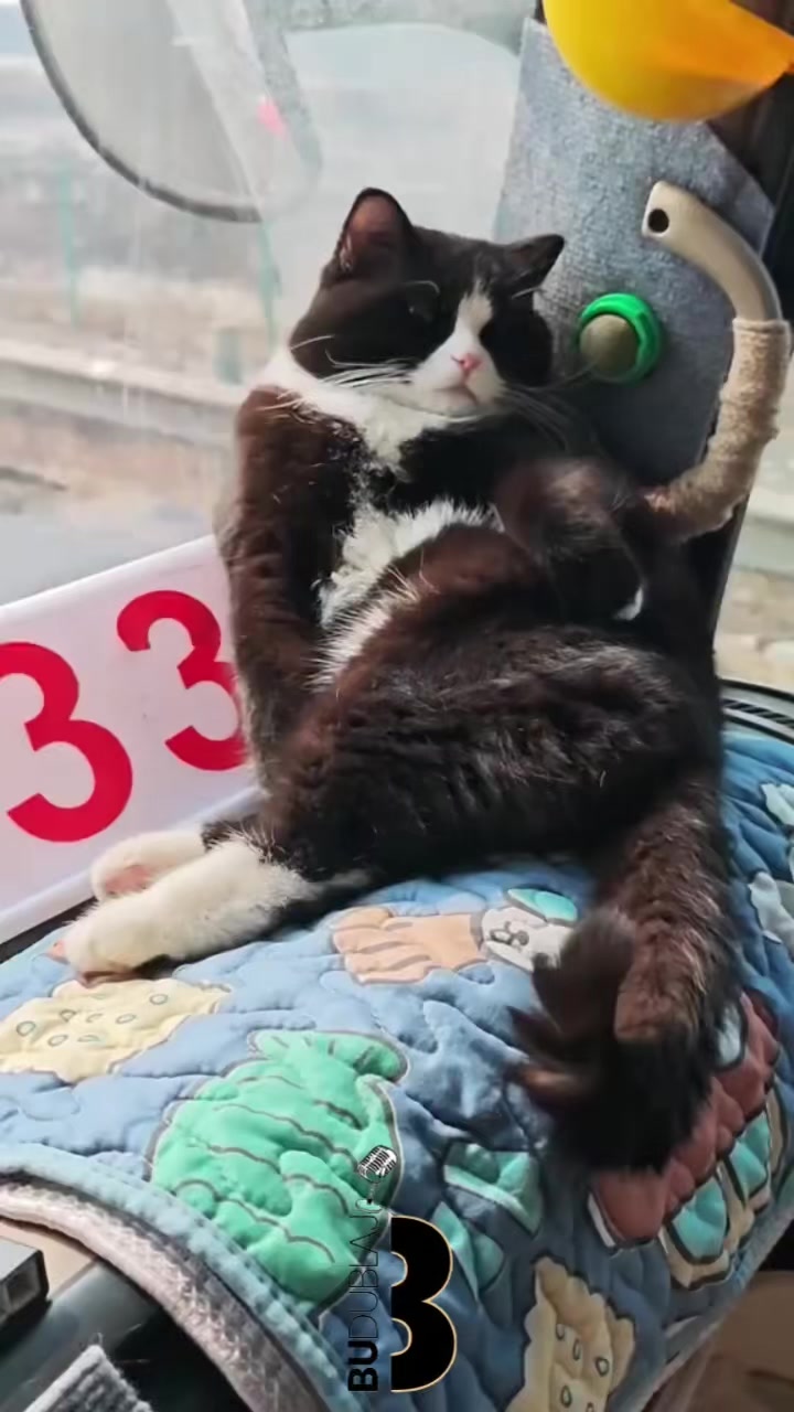 @budublaj