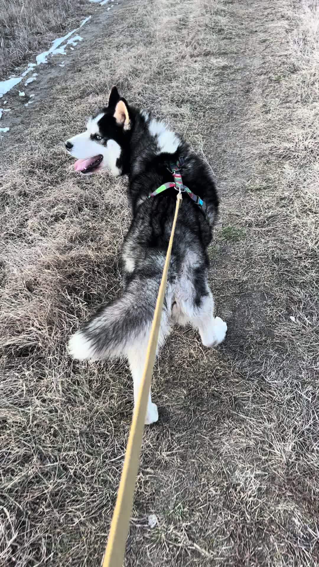 @Той самий Хаскі🐺