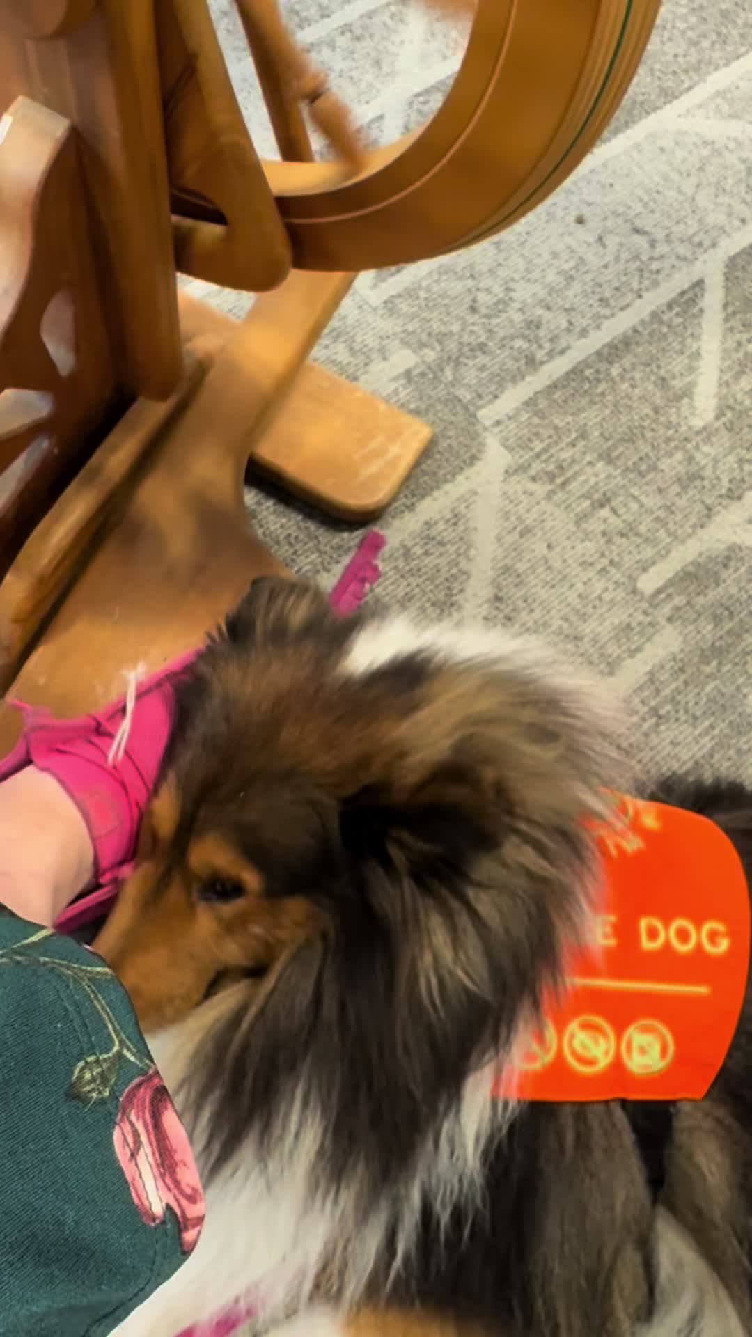 @Heather Discovery Canine Adv.