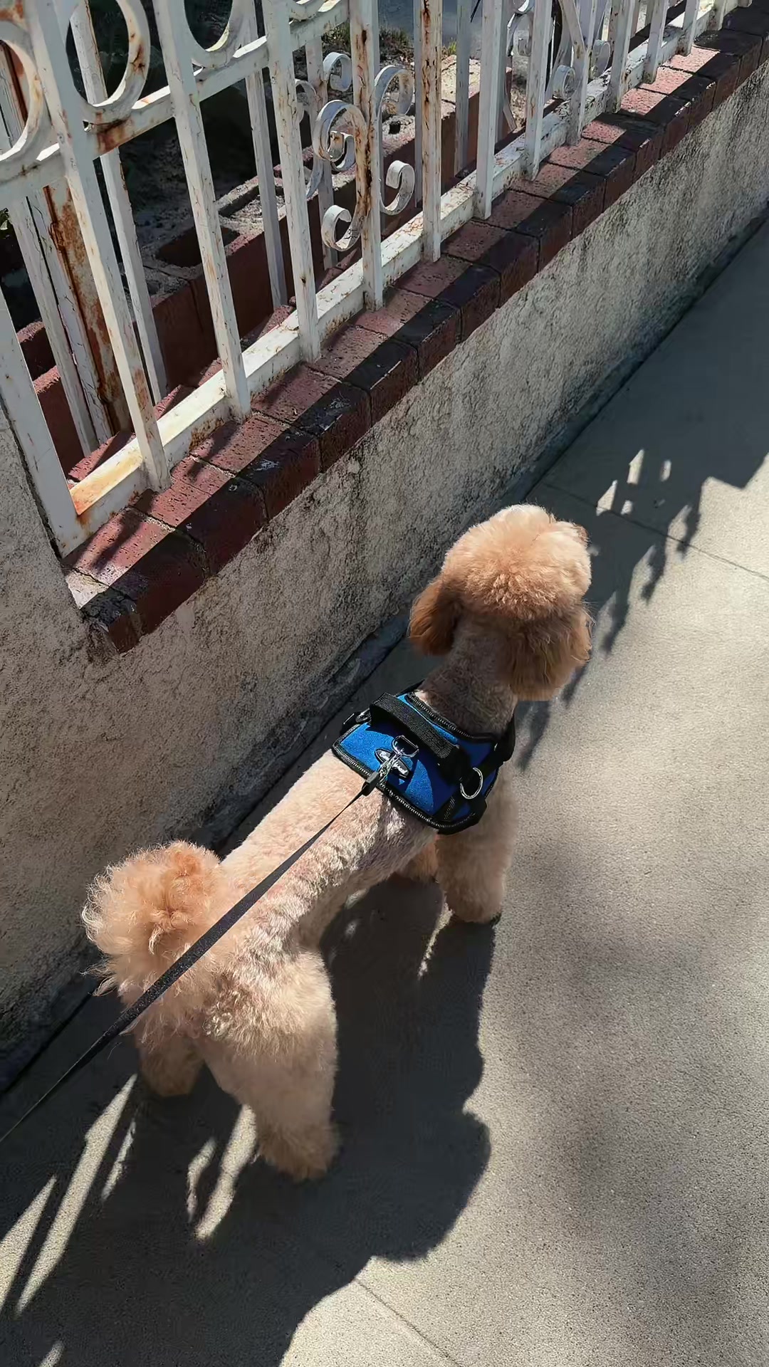 @NikoThePoodle