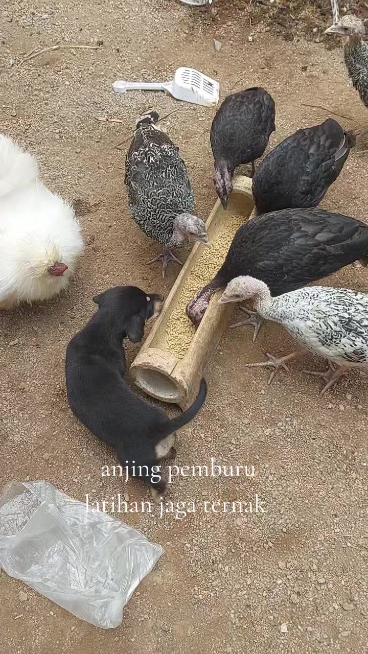 @Cileunyi Rabbit