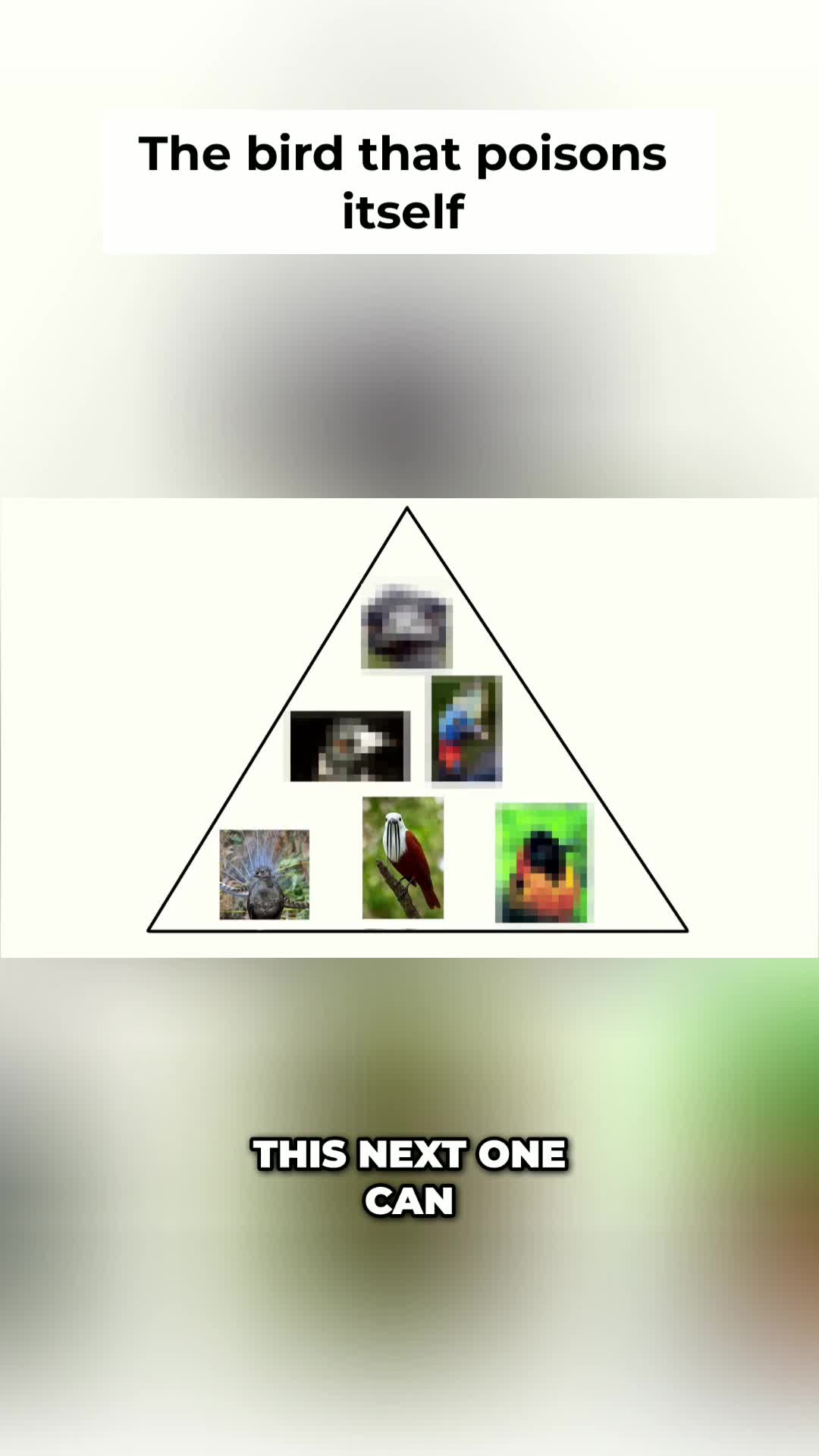 @Almondtheartist