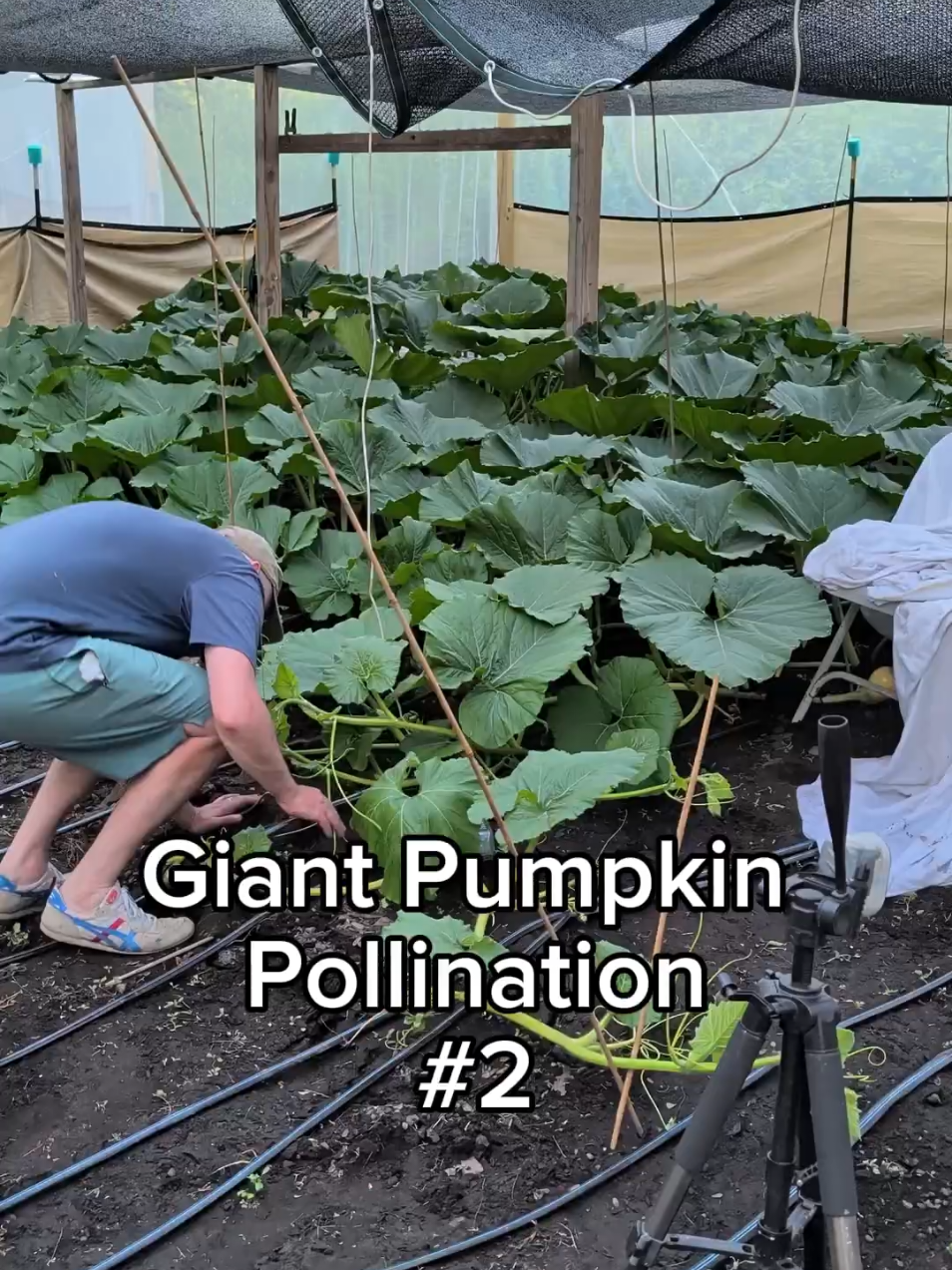 @bigpumpki