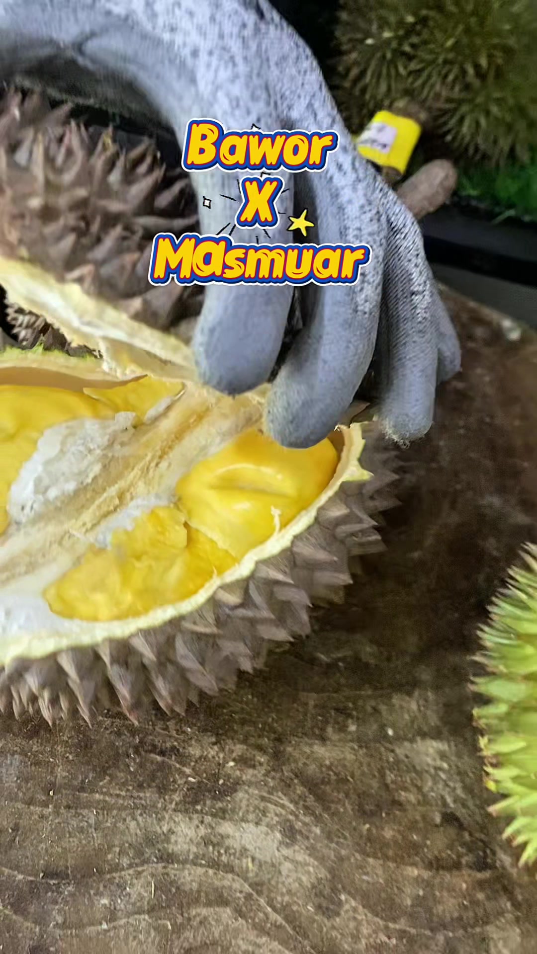 @CICIP DURIAN