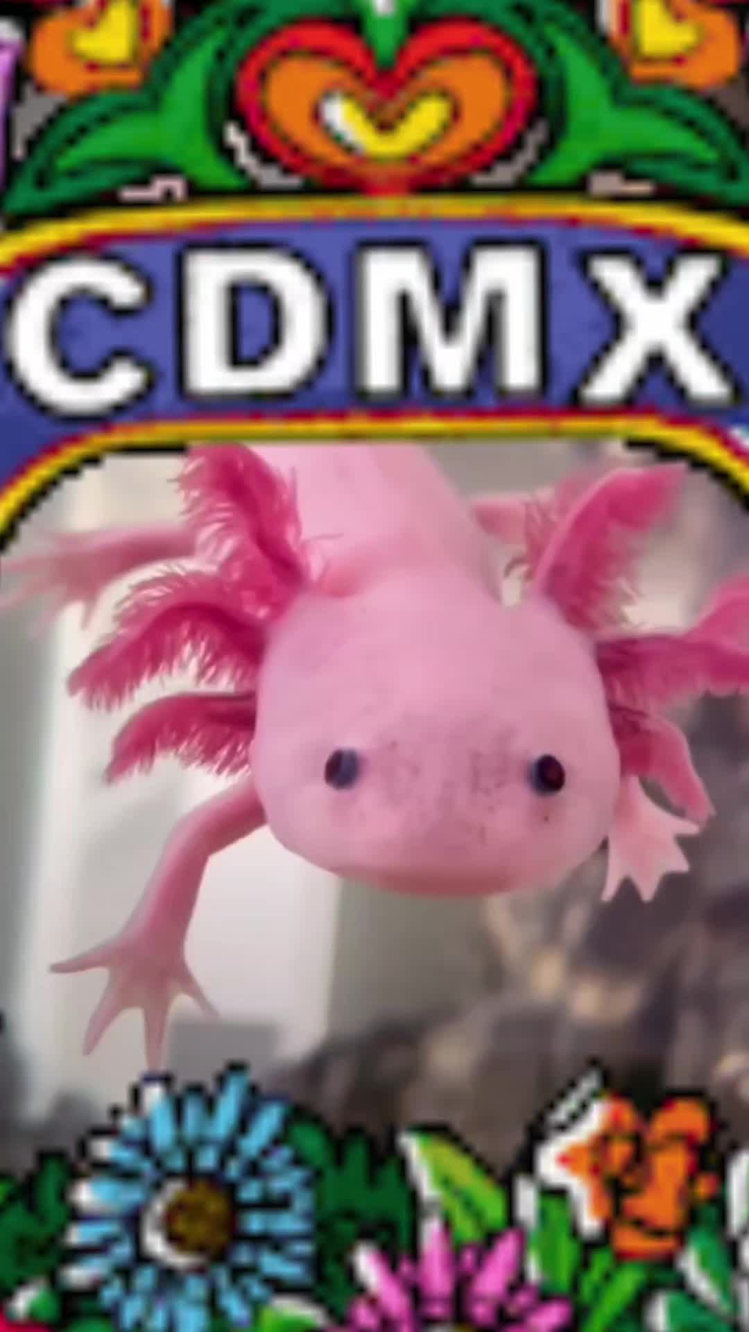 @De Todo un Poquito