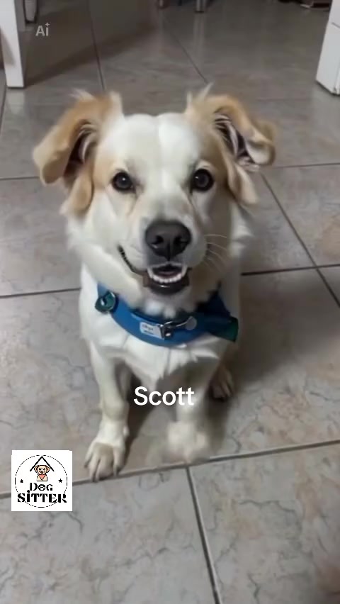 @Dogsitter