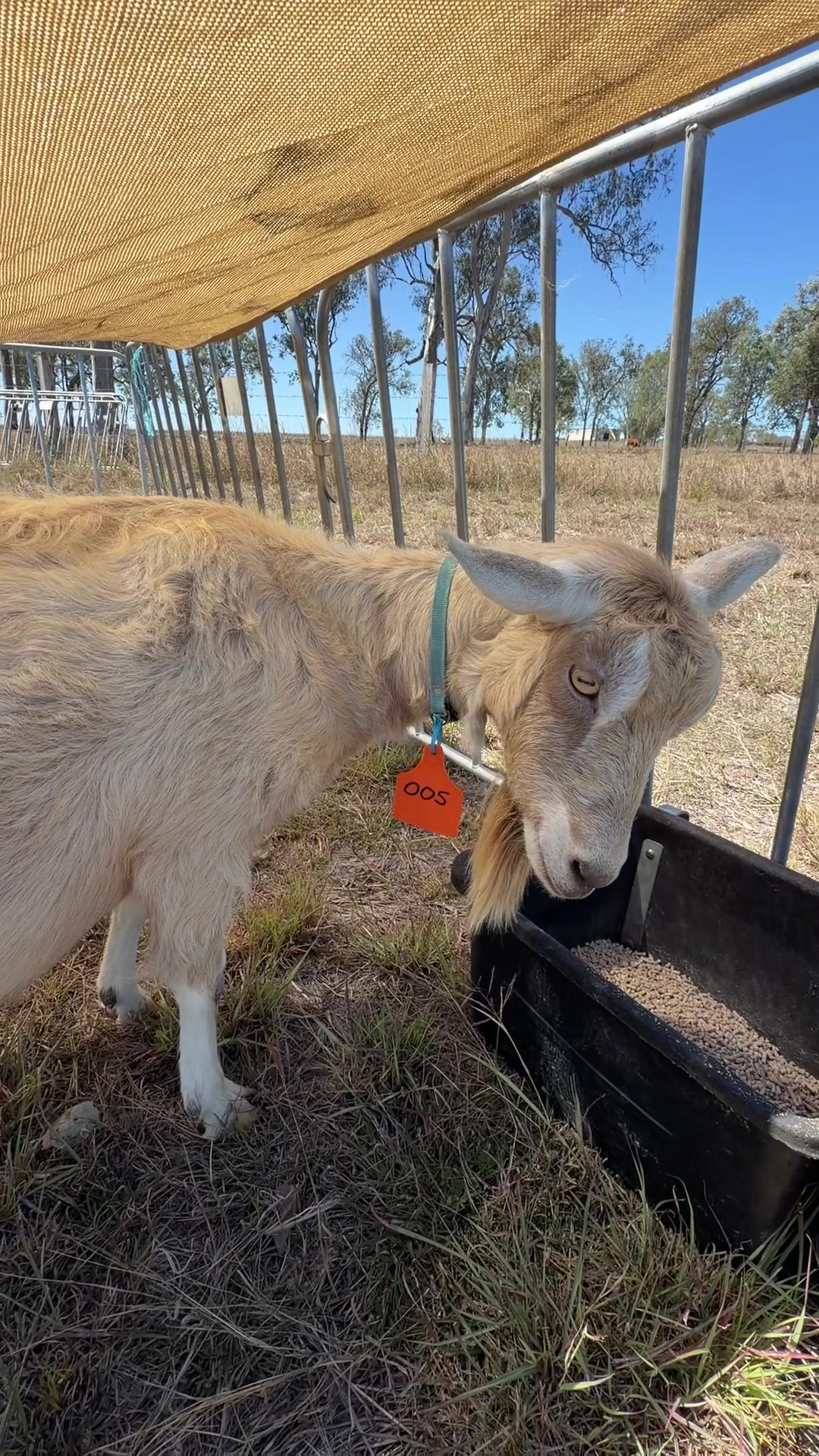@Thegoatfather