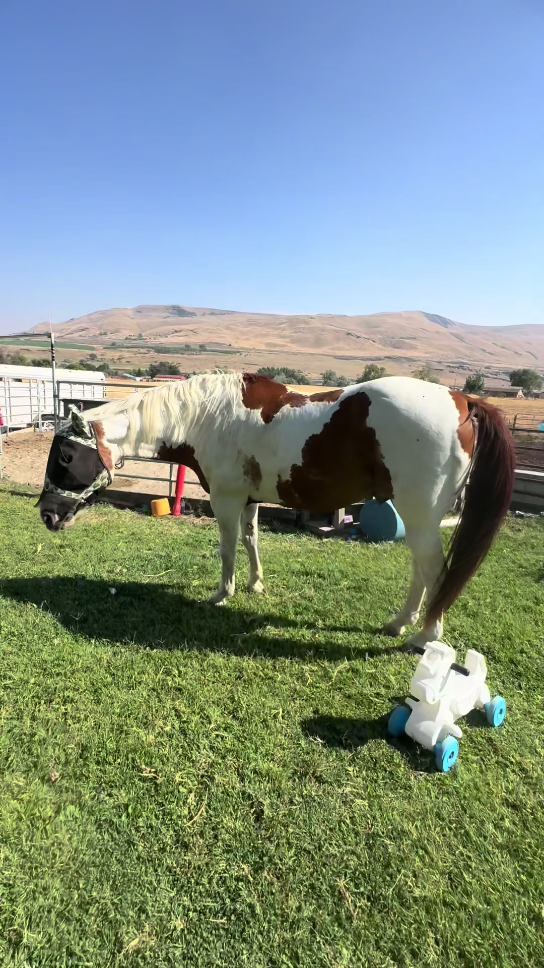 @Hot Sauce the Mini horse 🐎