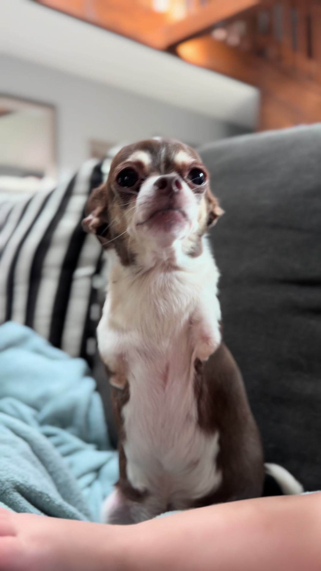 @TurboRoo the 2Legged Chihuahua
