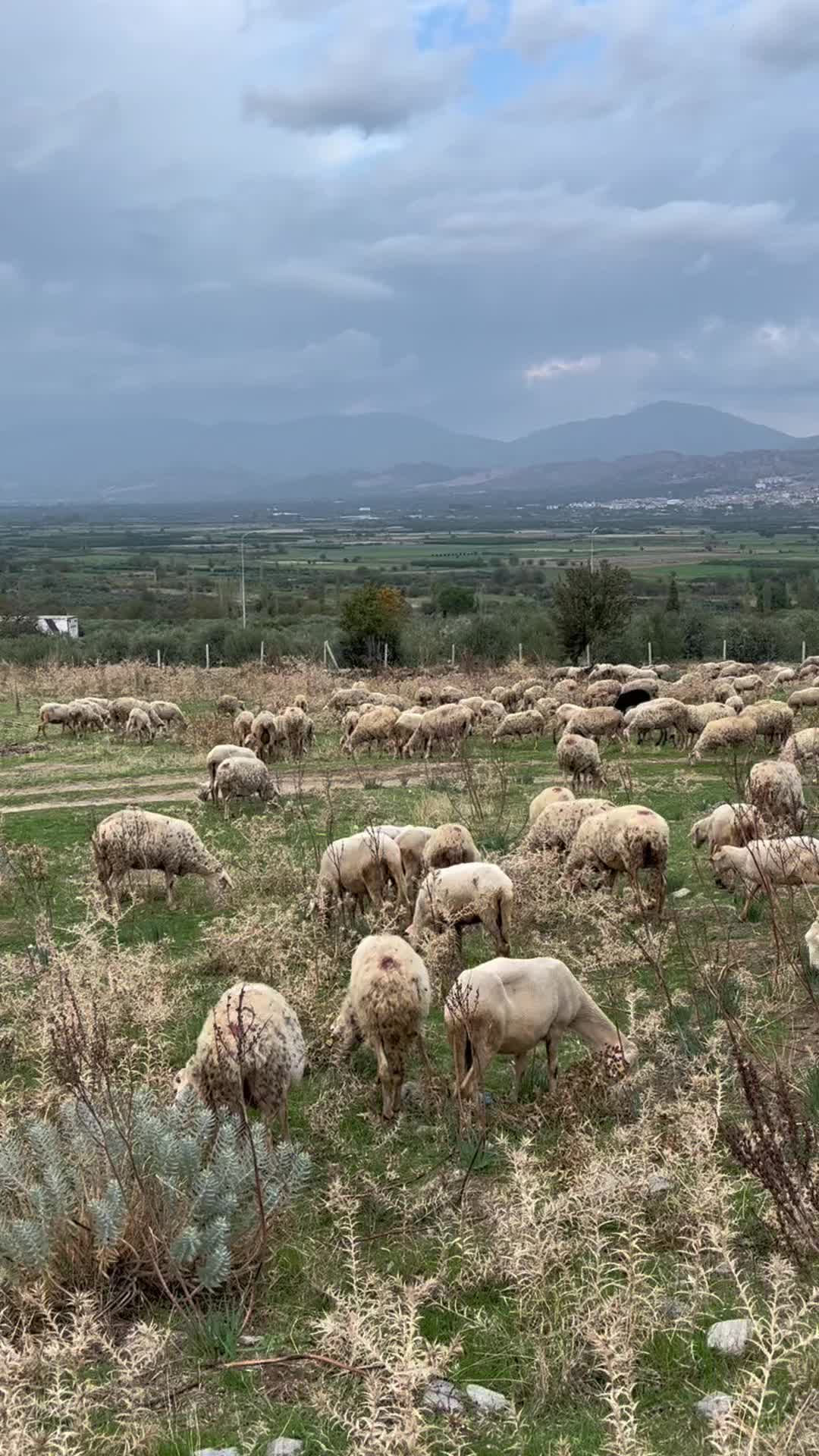 @Havva kaçar