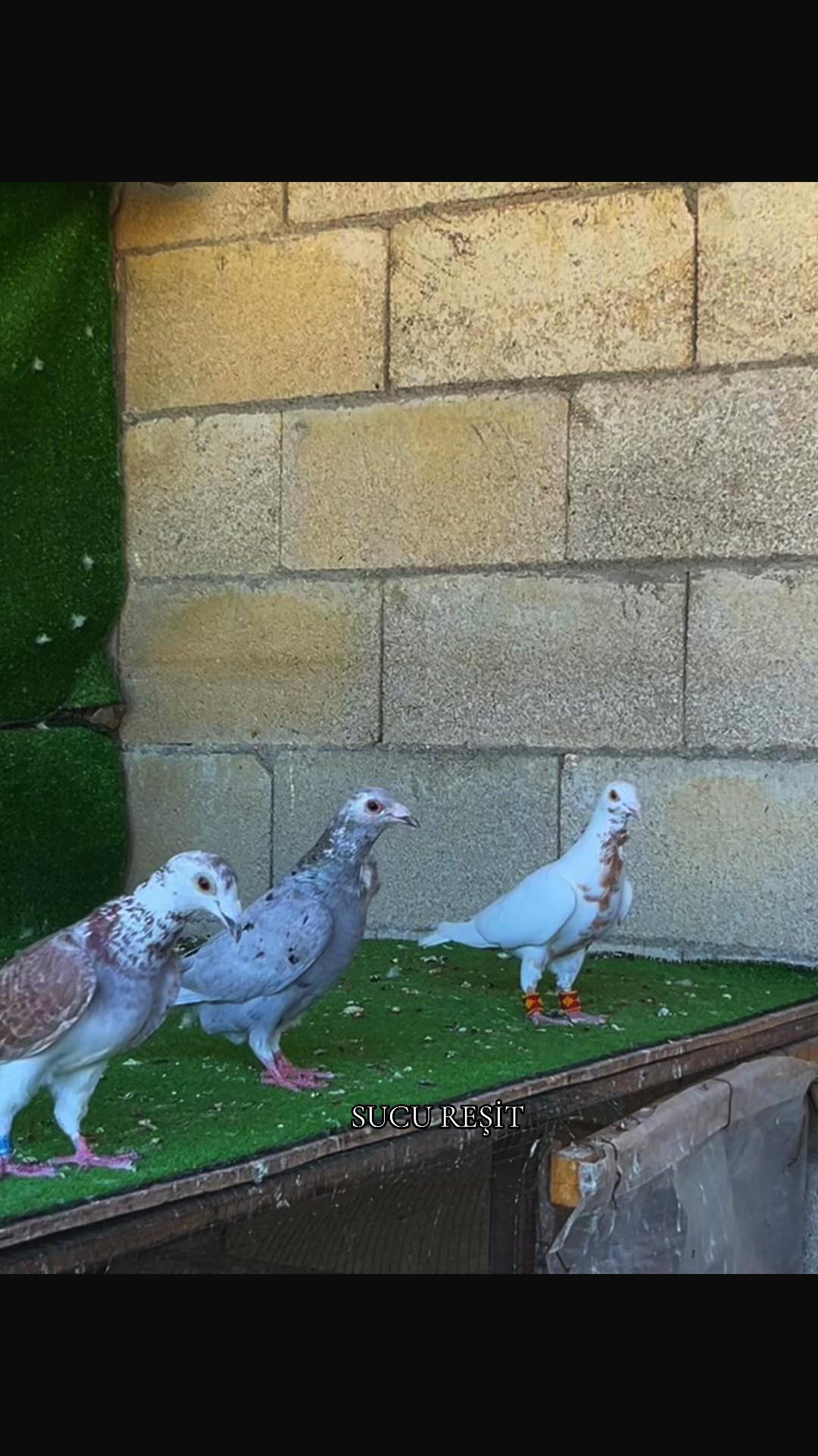 @Abdul Reşit Arıcak