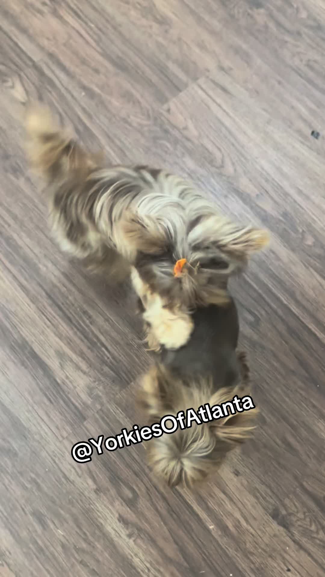 @Yorkies Of Atlanta