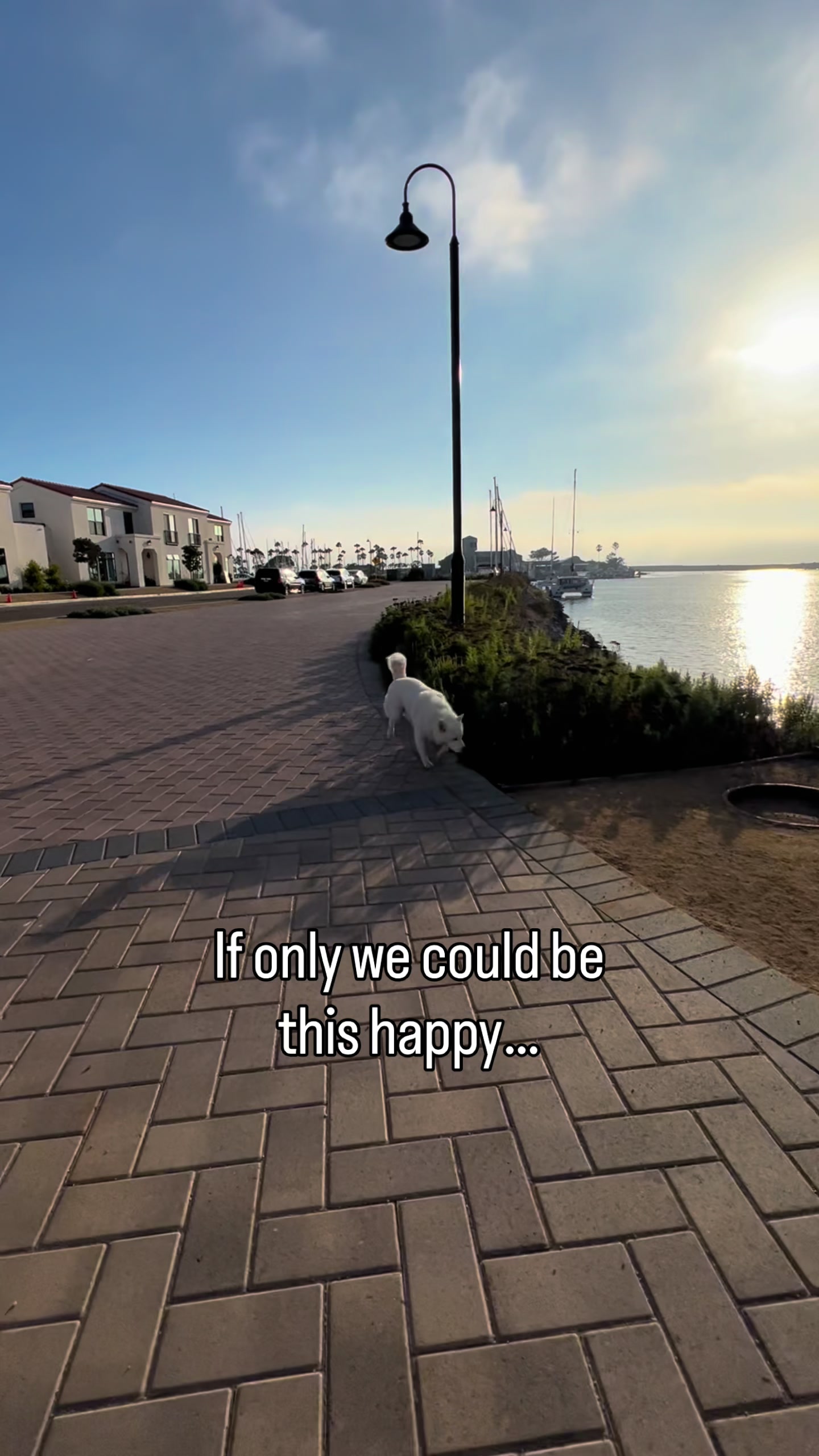 @Fenix ‘Happy Dog’ Lumiere