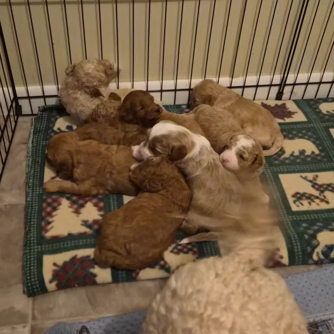 @Barb's Precious Pups