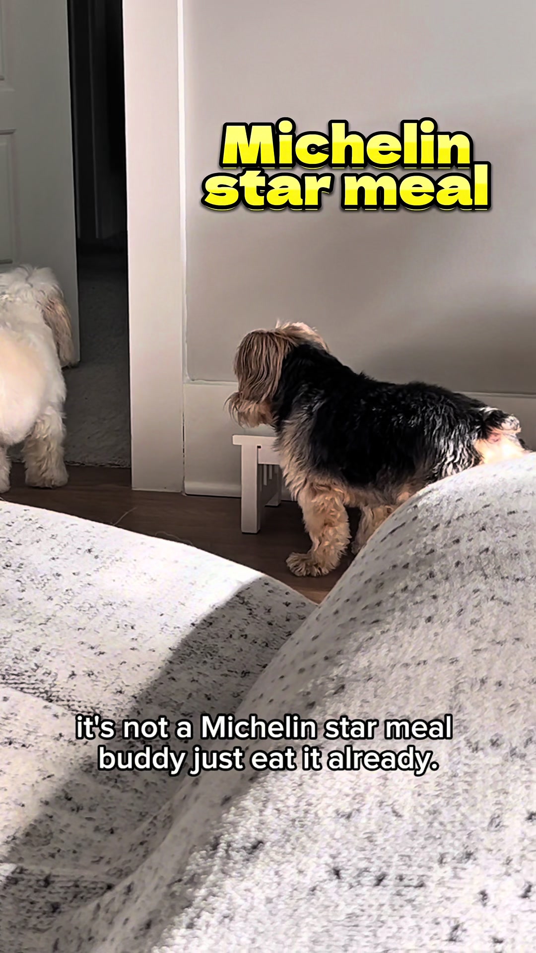 @Acey & Krypto