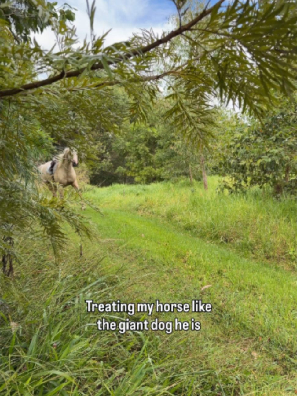 @Myhorsewillow