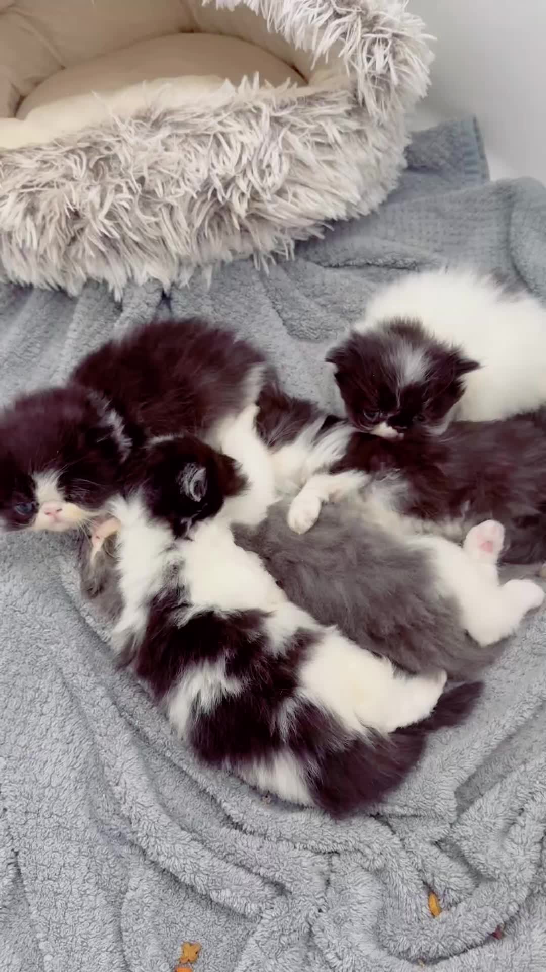 @PersianKitten