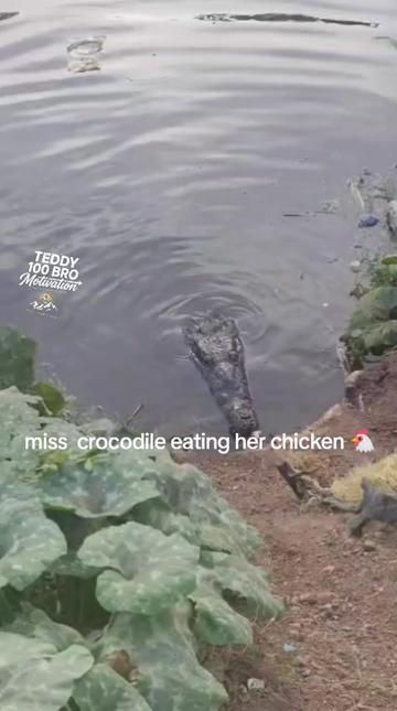 @teddy motivation and wildlife