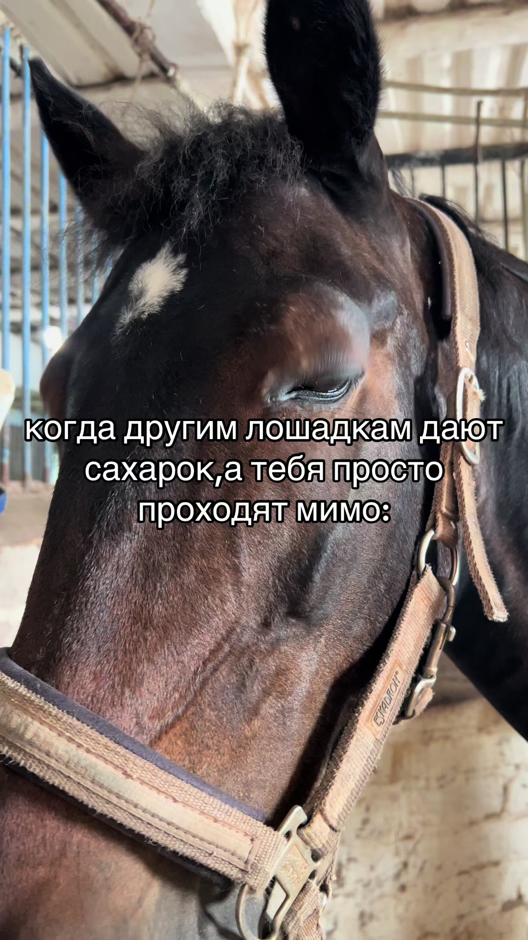 @Ли🐴