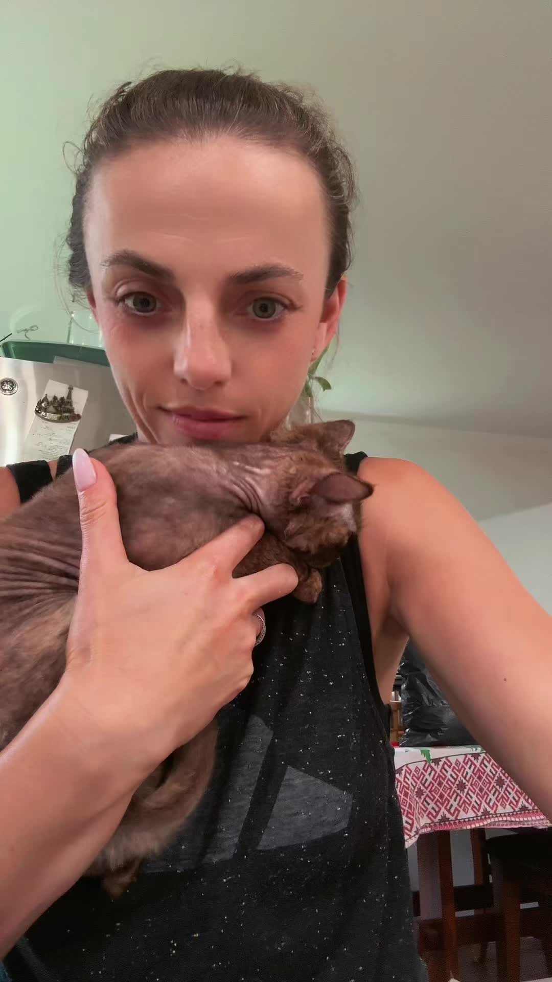 @Curlslux cattery!!🇺🇸