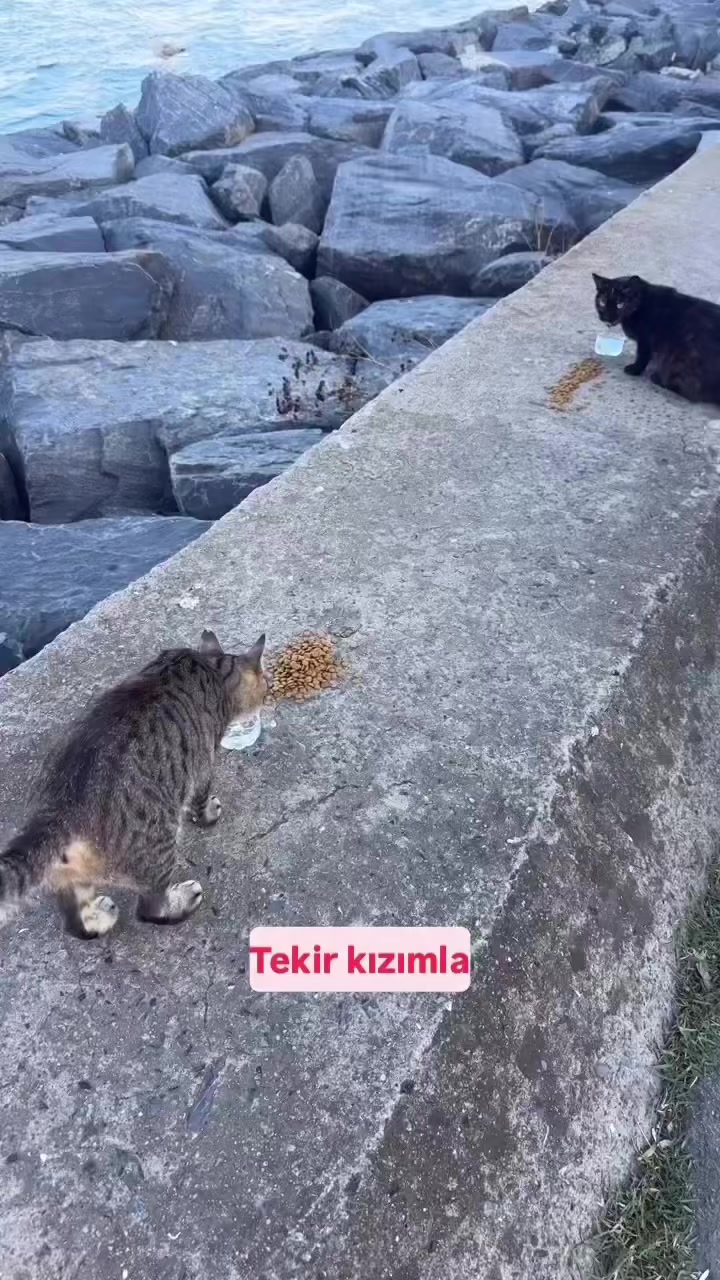@Salim Kuntoğlu