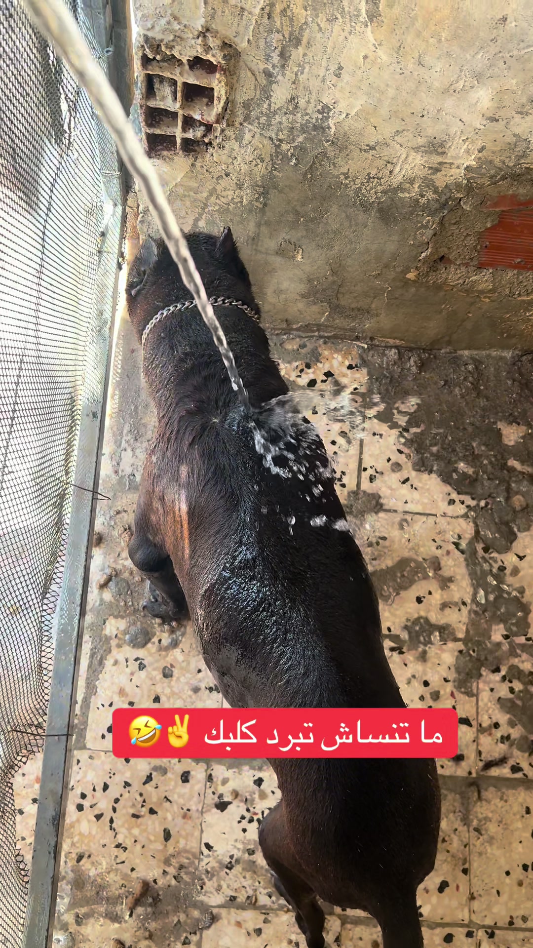@عصابة كلاب الدوڨو&البيتبول🔥