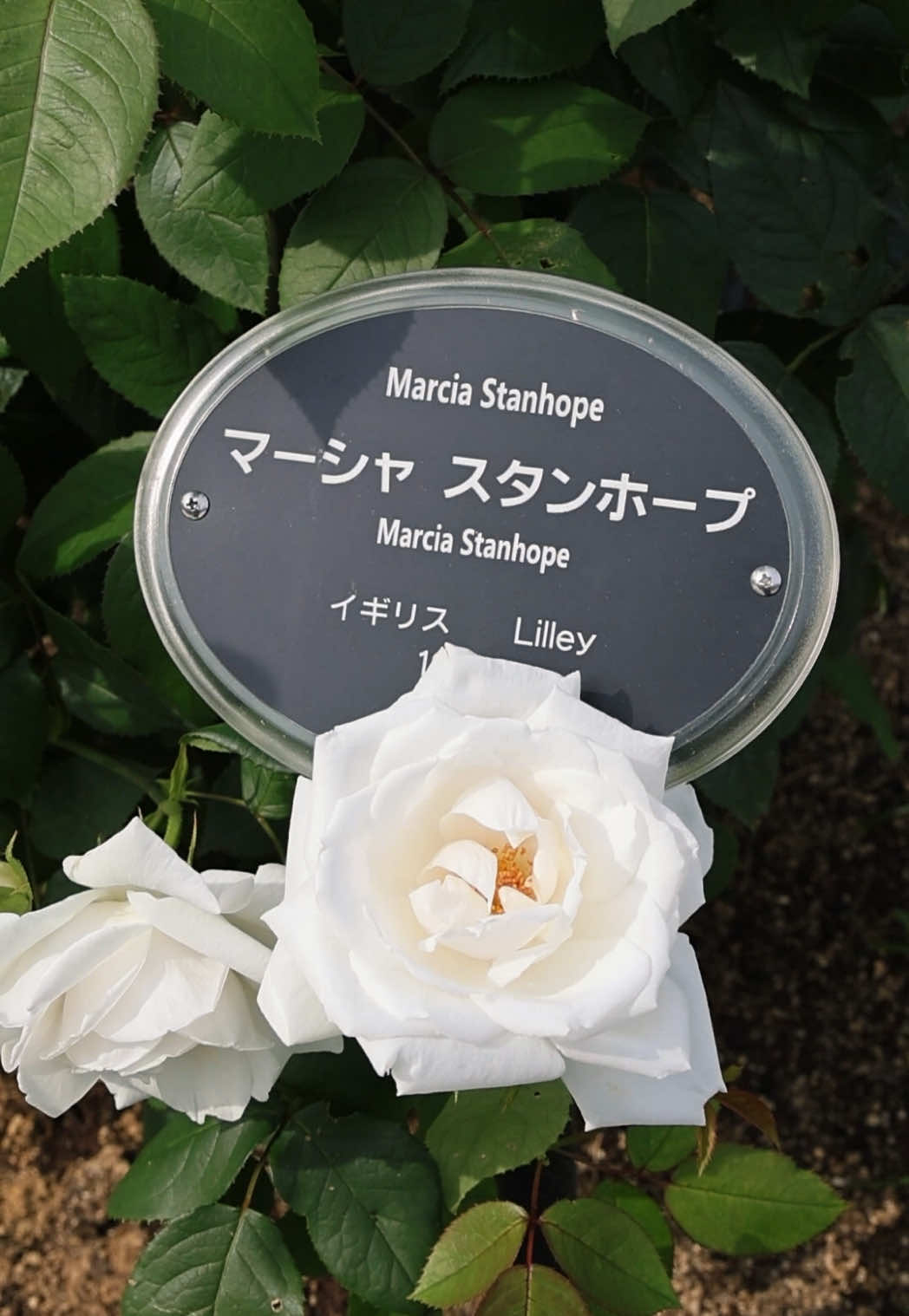 @ちゃりだー