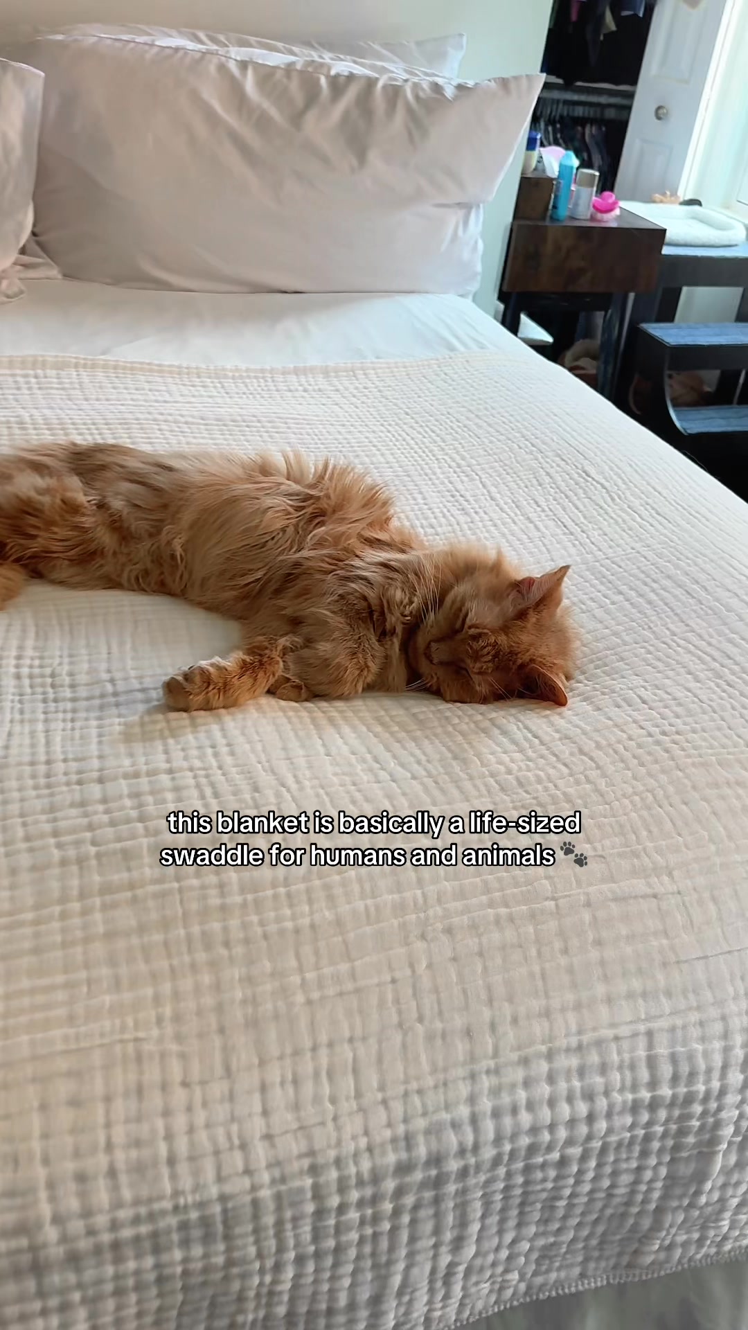 @Auntie Julie - The Cat Sitter