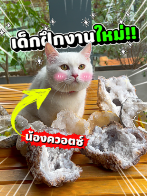 @Abo.Plus