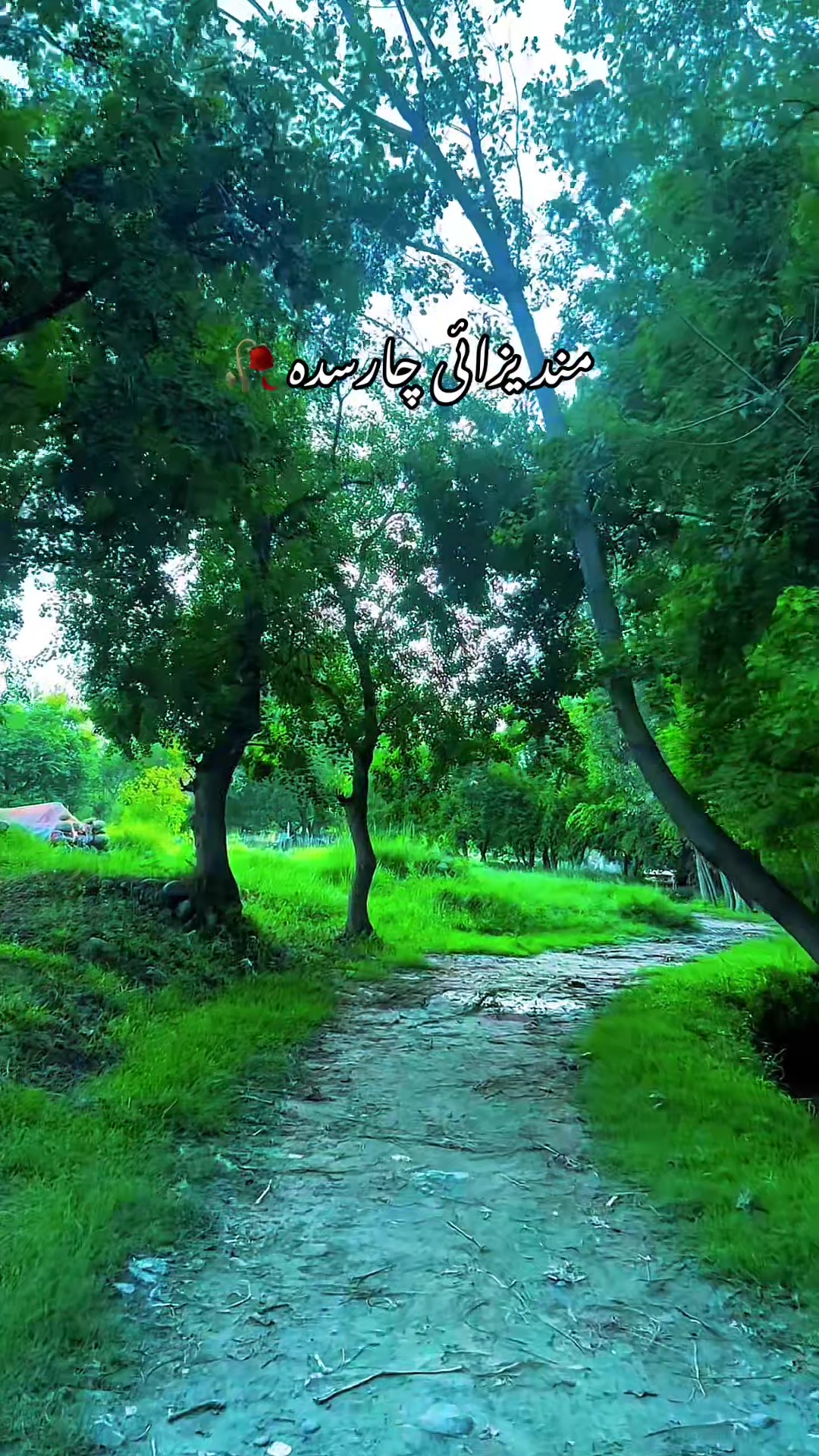 @Nature vibes 🥀💐🌳🌼