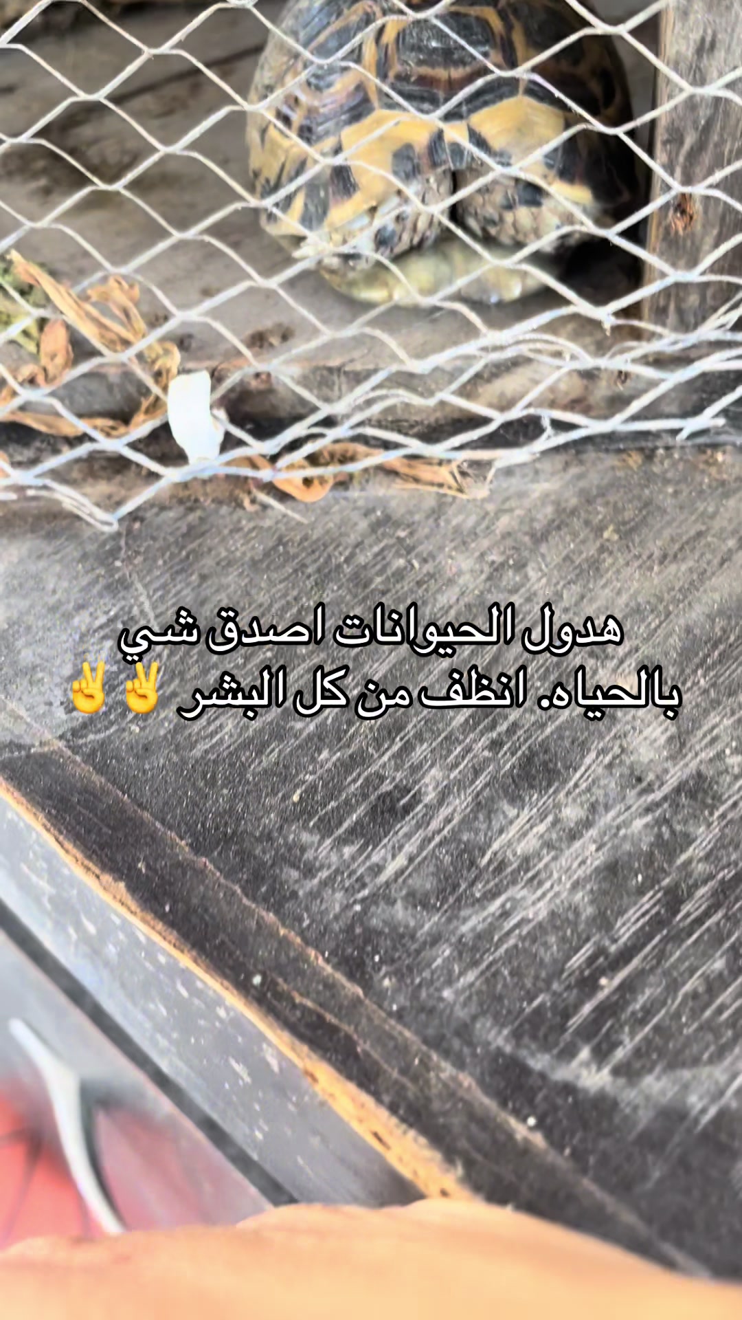 @🇵🇸🇵🇸Joujou Masri🇱🇧