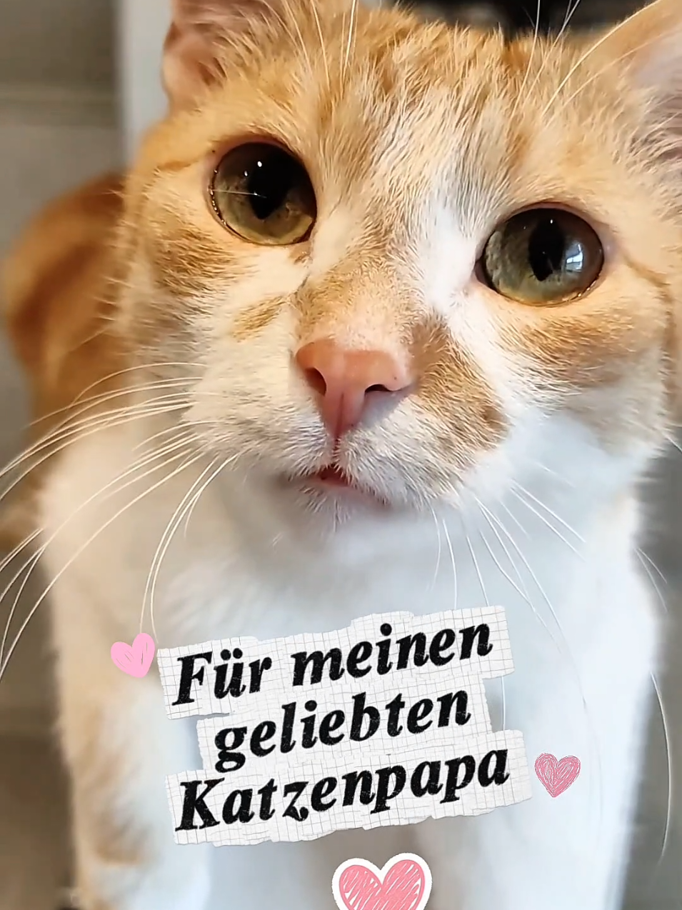 @😻нⷩeͤjdͩiͥneͤ😻