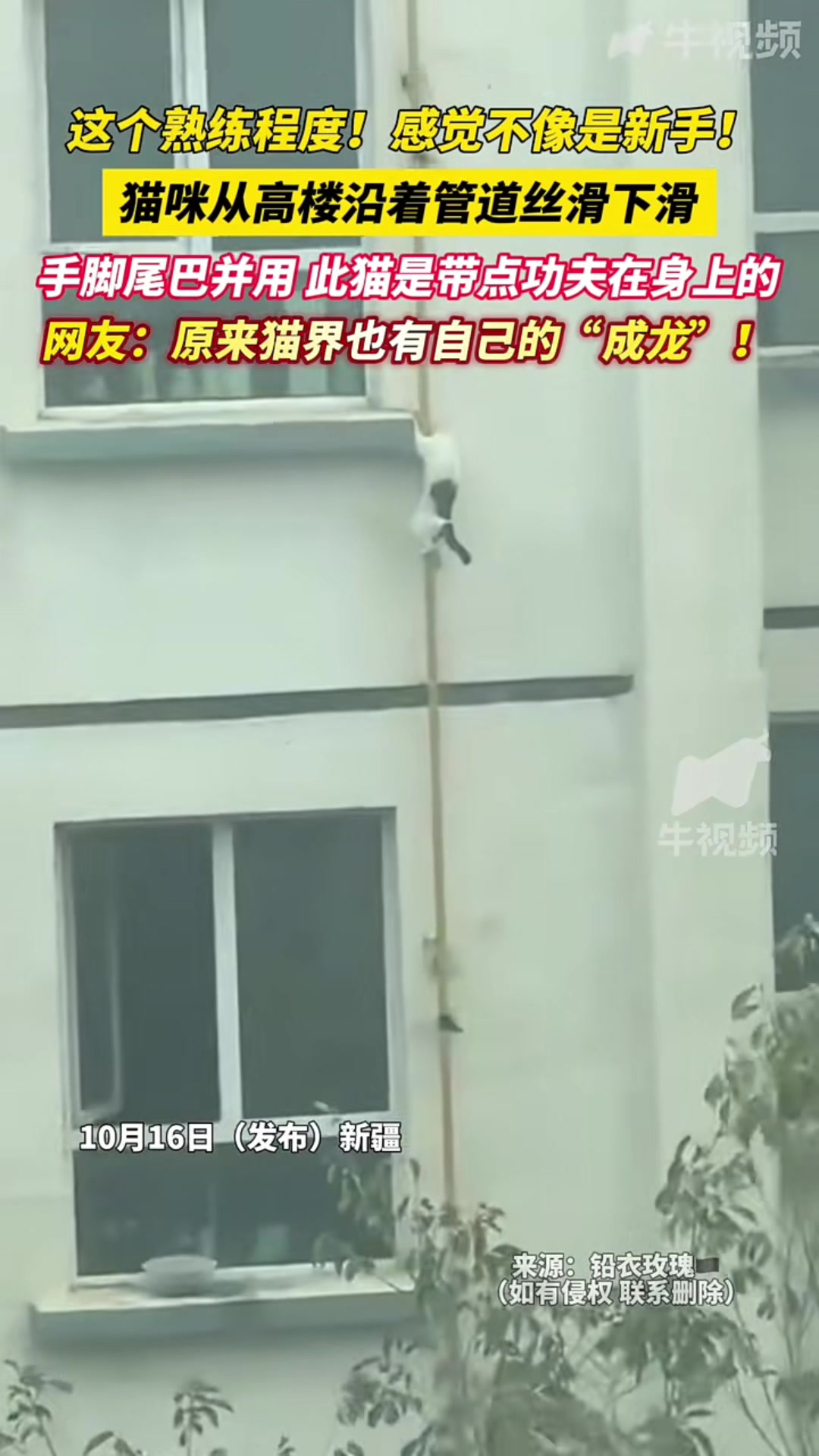 @中国蓝国际