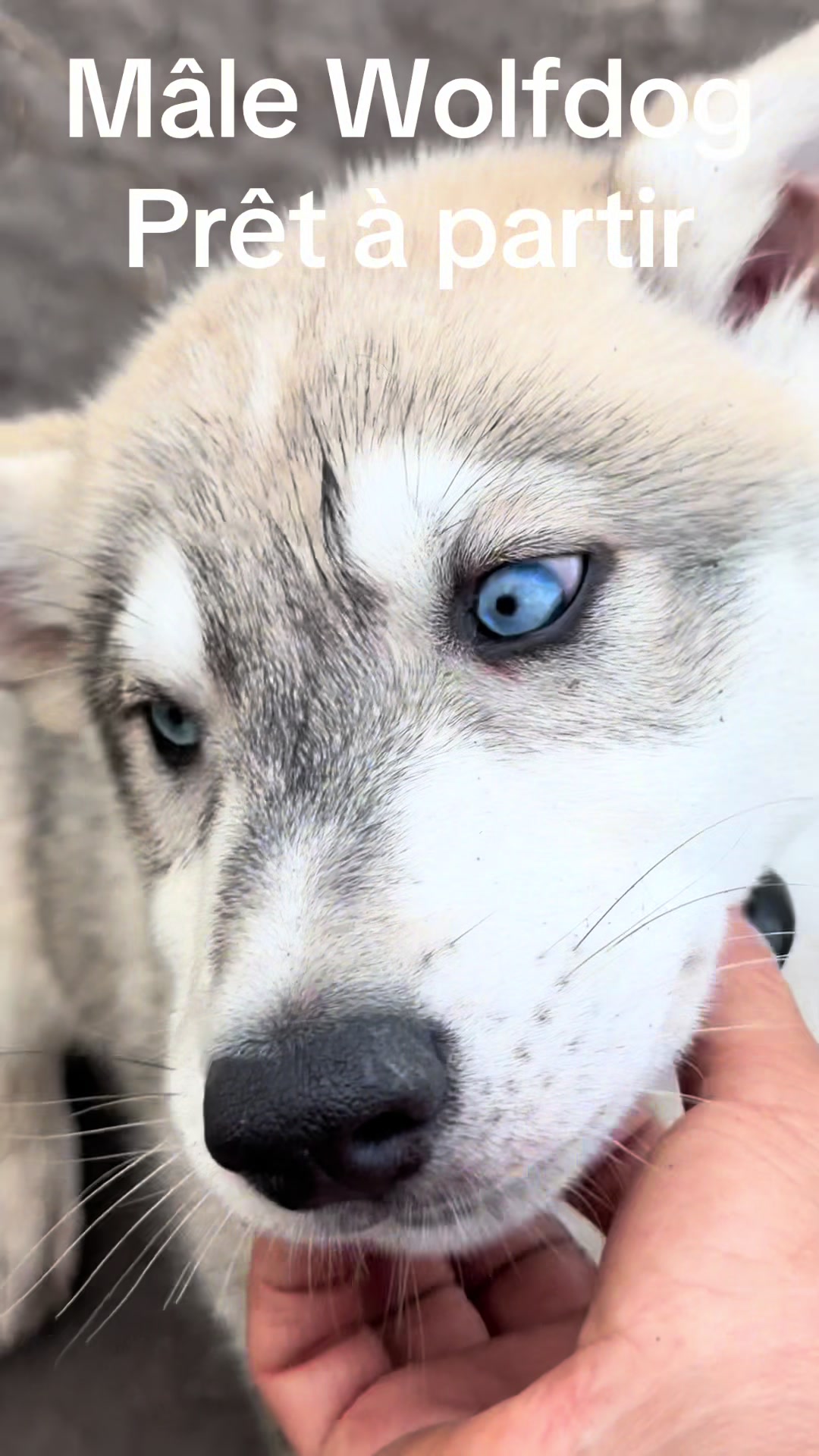 @WOLFDOG
