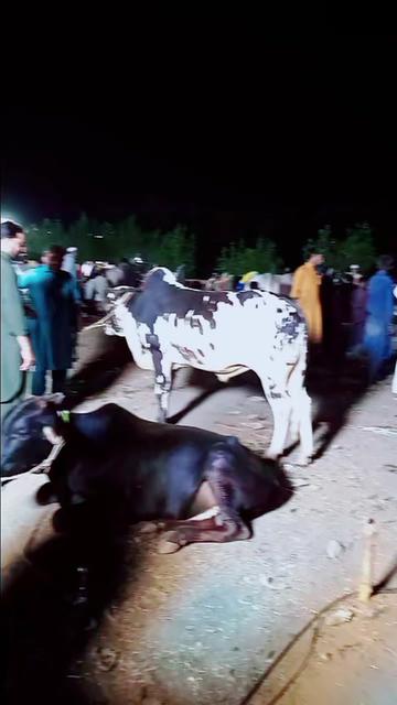 @Raja G