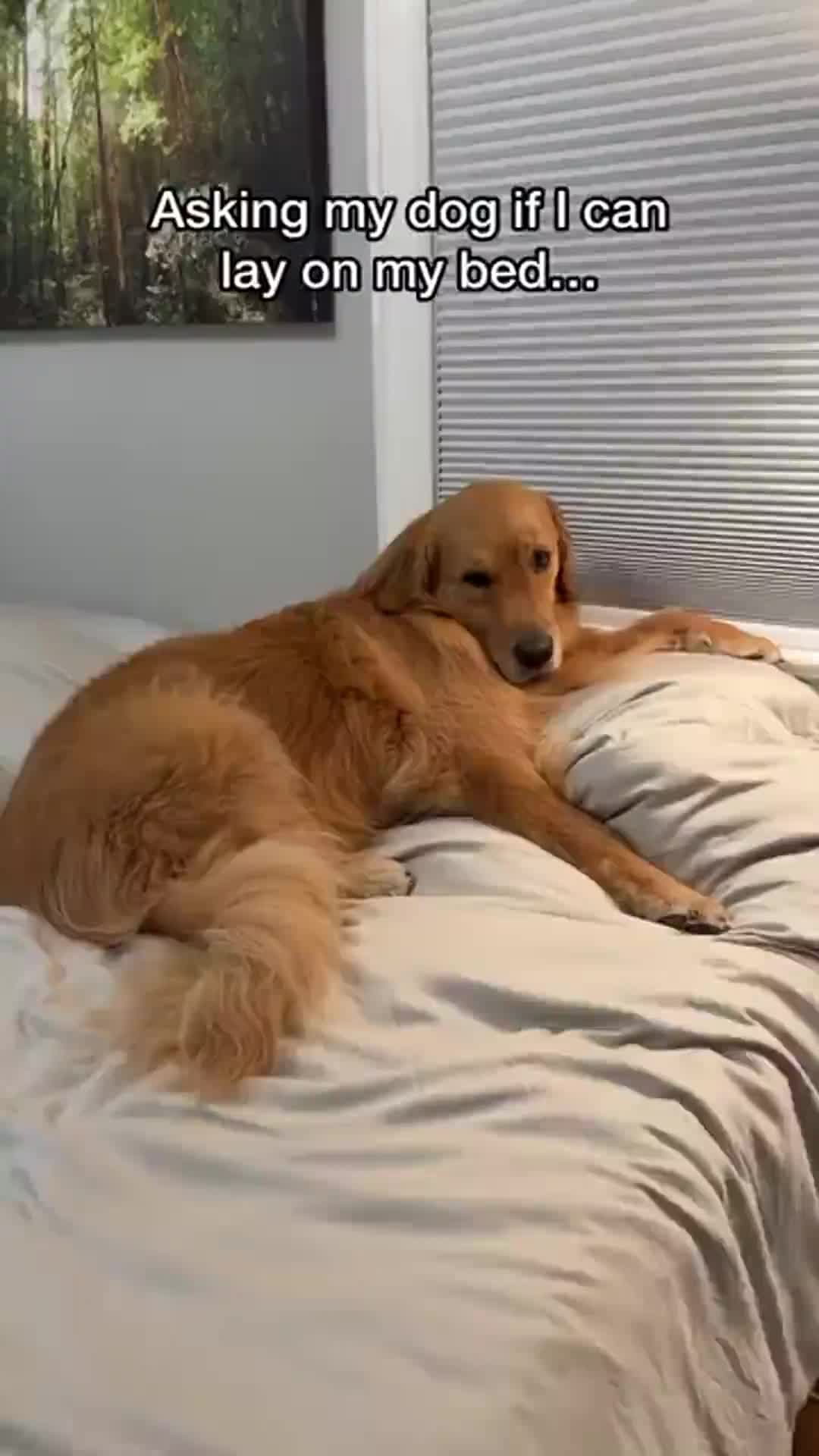 @Dev | mom + dog mom