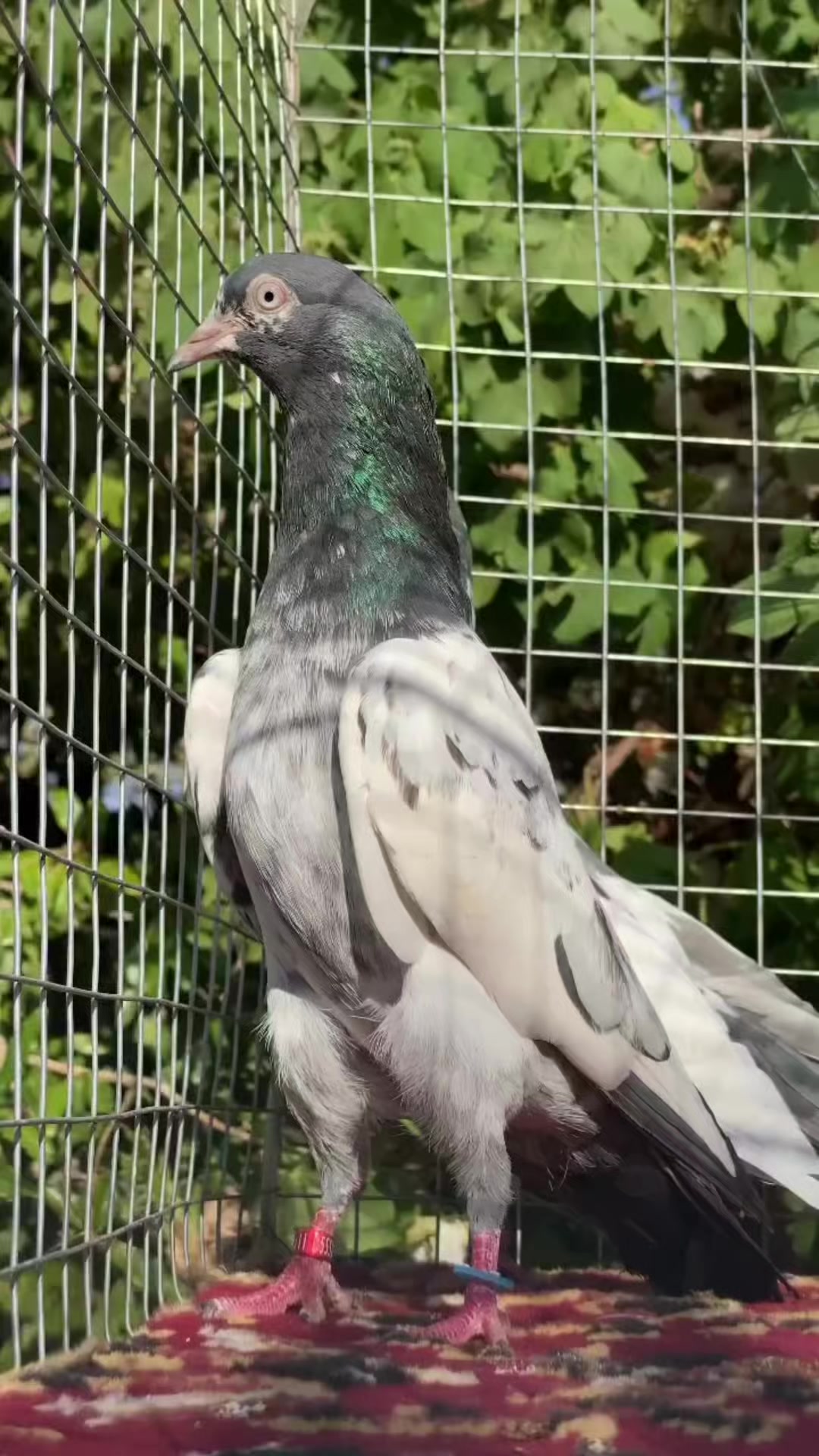 @الجبوري ✪