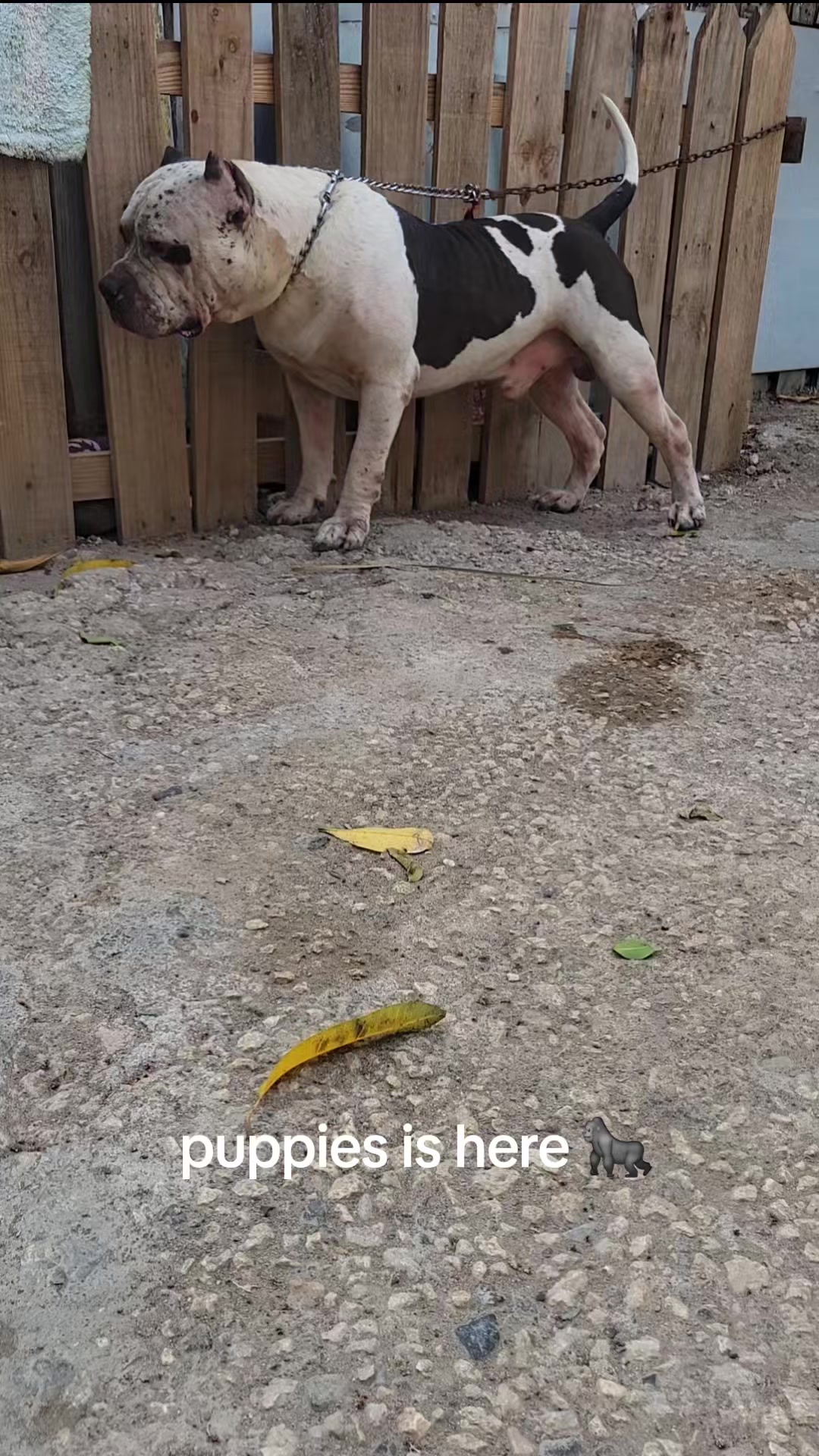 @machinesquad kennel