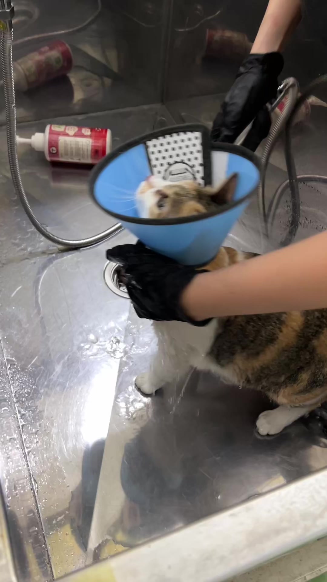 @TiTi Pet