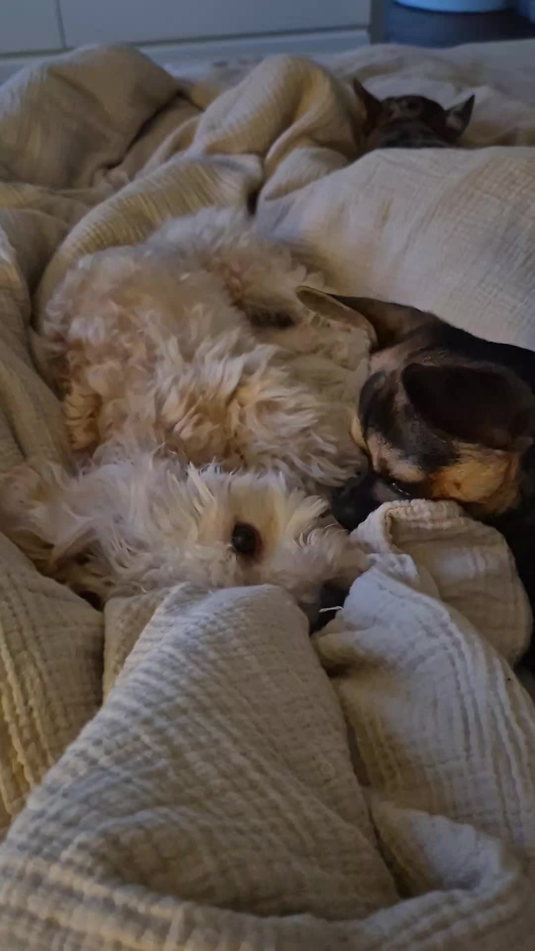 @SabrinaTeamWuffhaus🐕