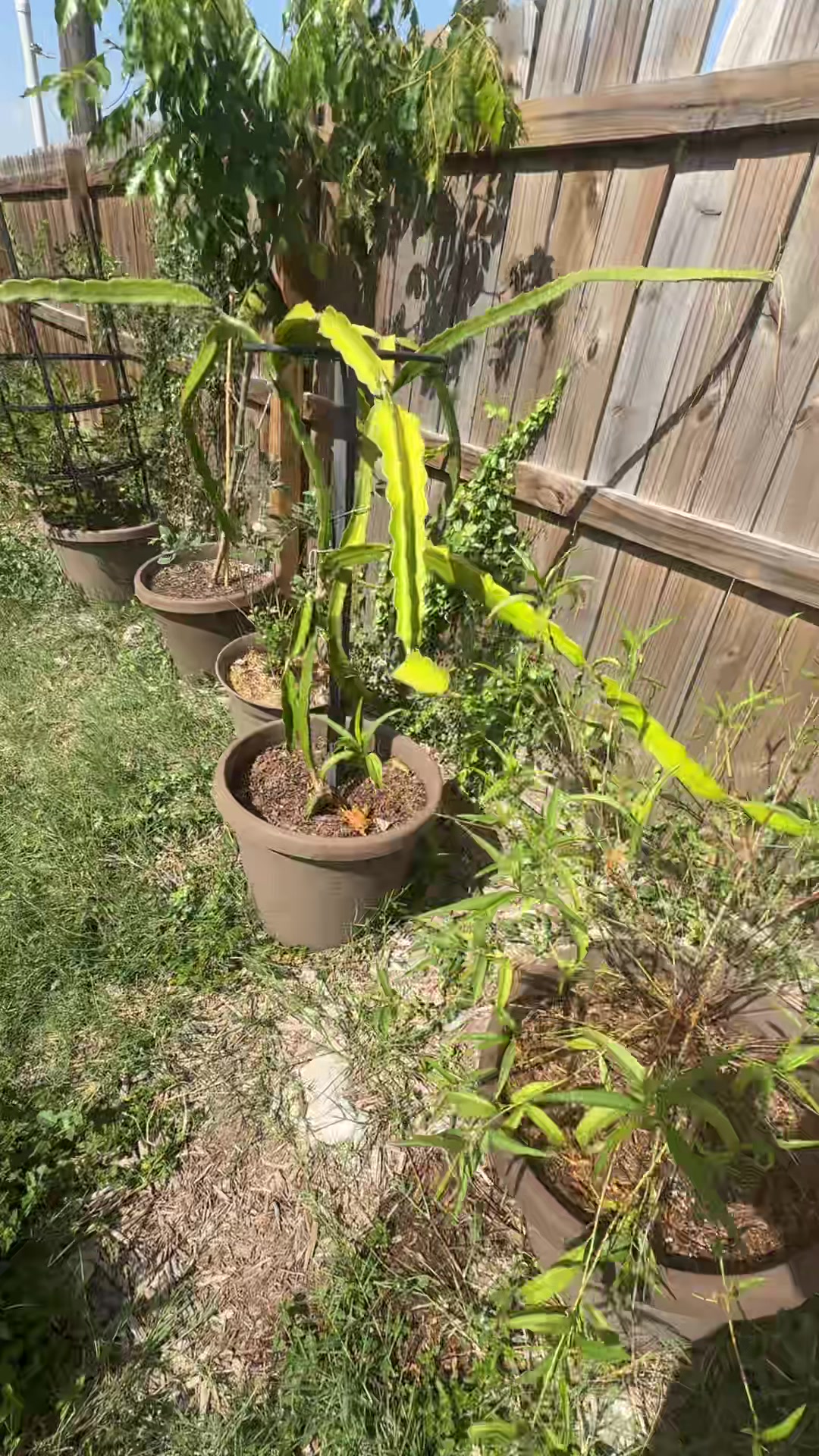 @themagicvalleygardener