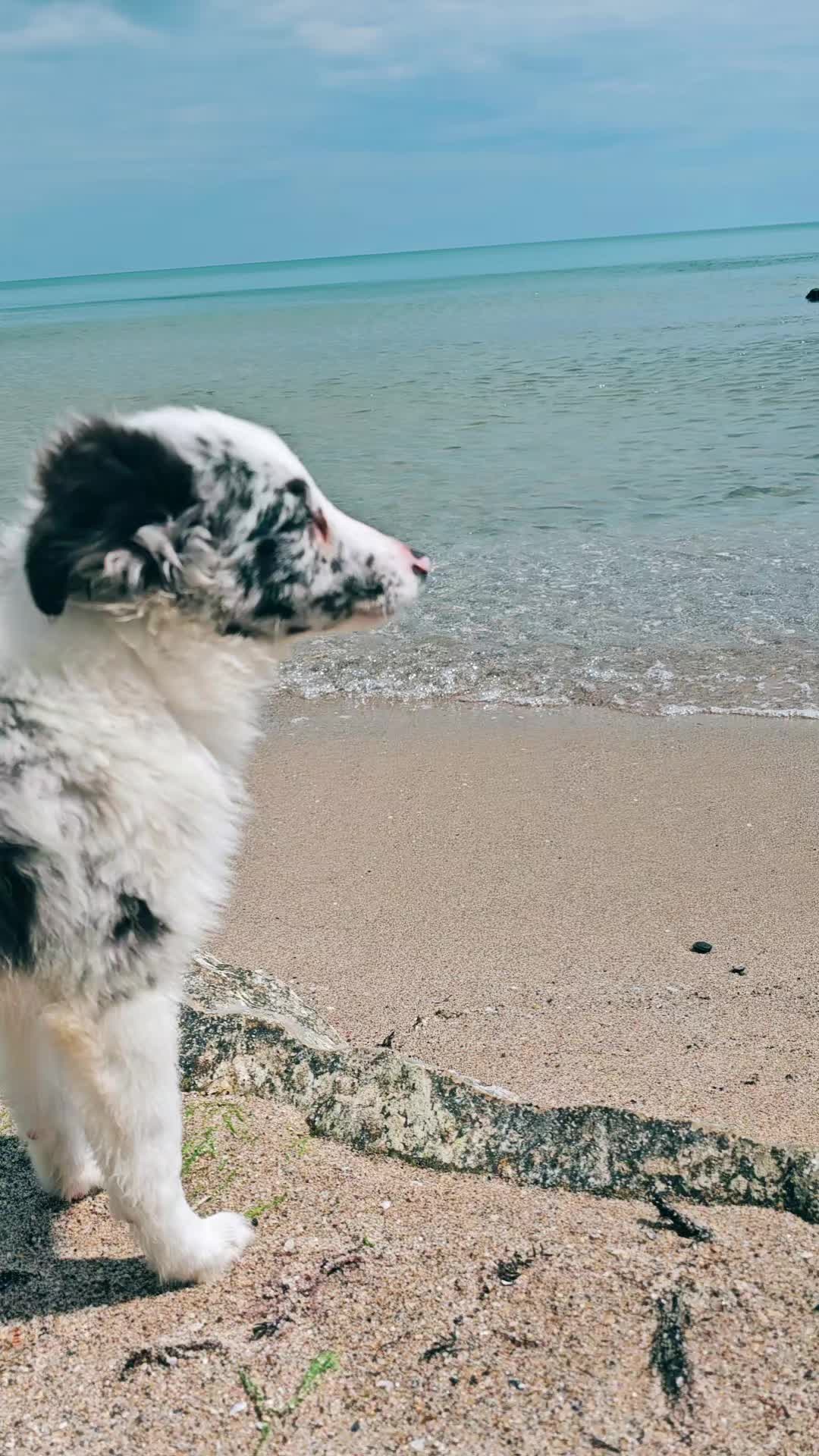 @kennel.dogs