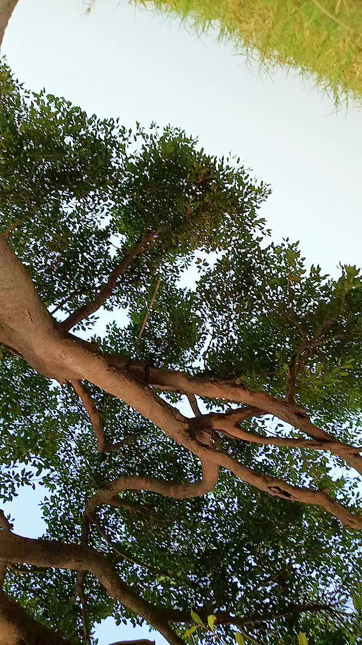@Bhola Mali