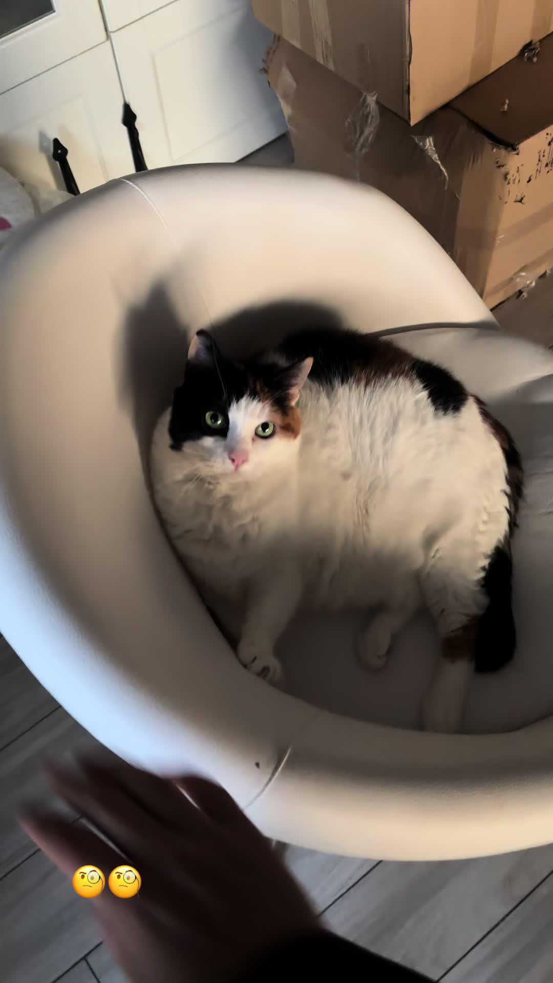 @Çikikatör